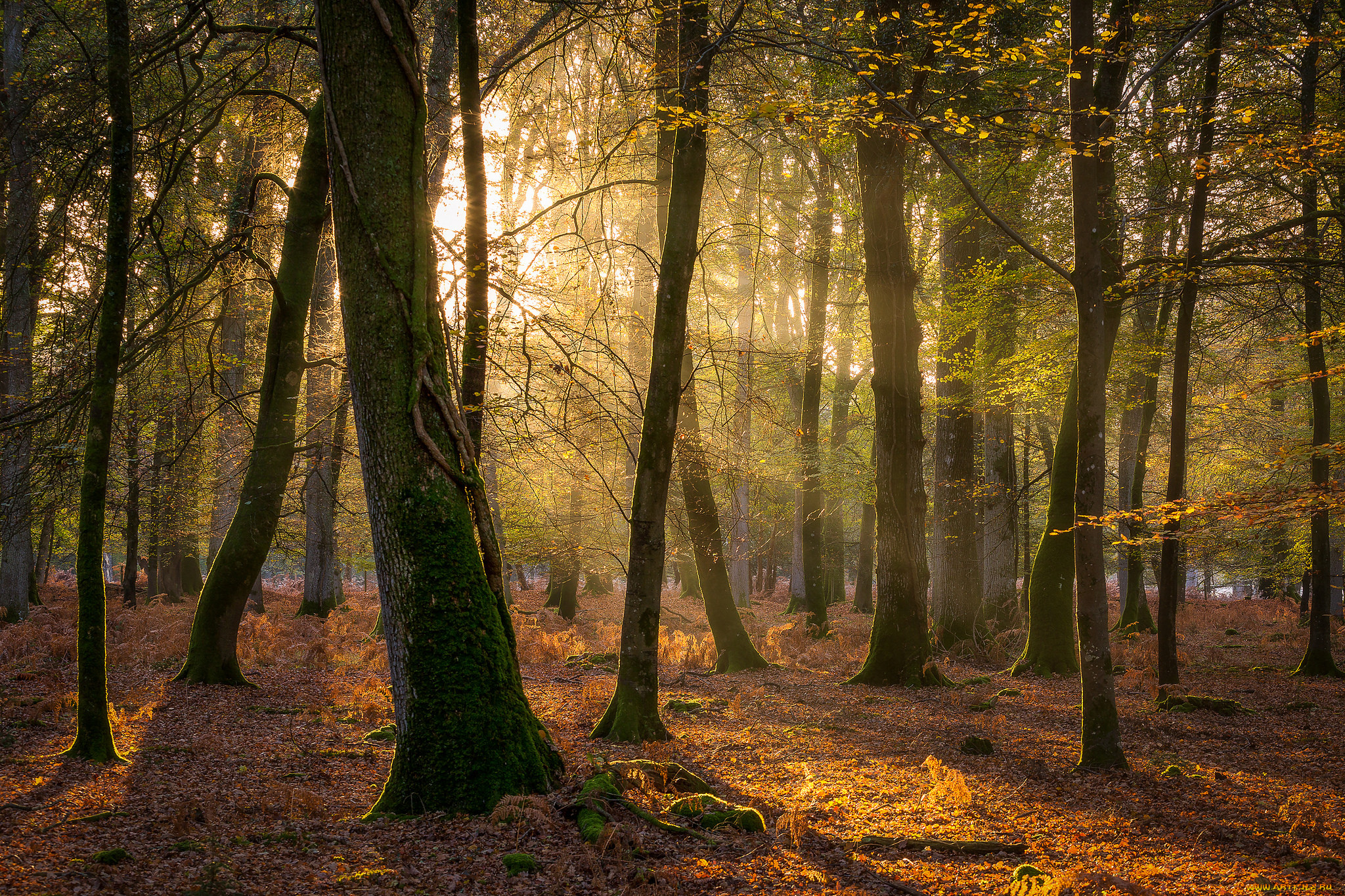 природа, лес, простор