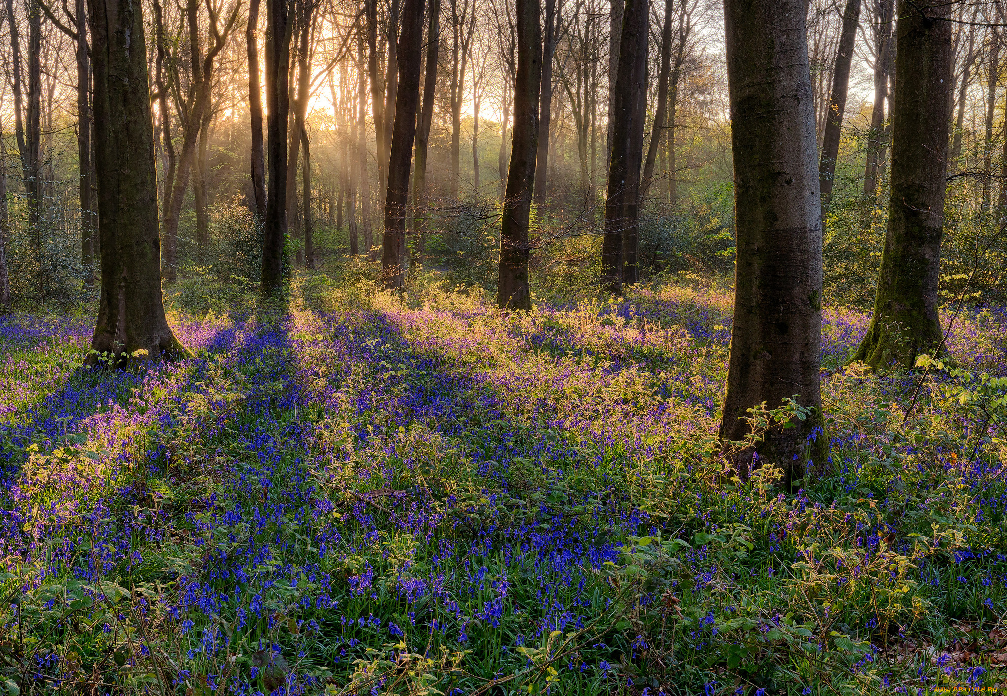 природа, лес, простор