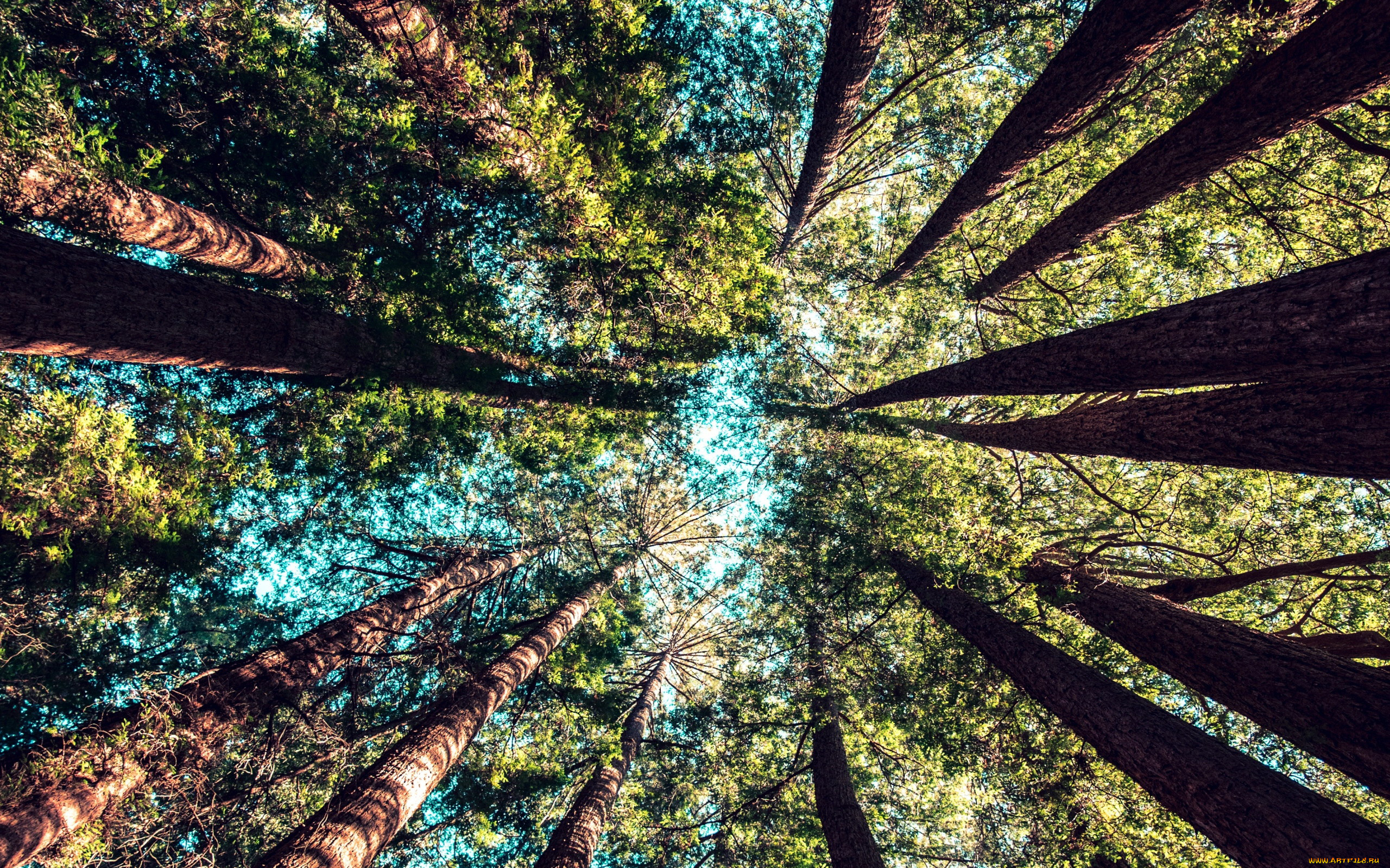 природа, деревья, верхушки