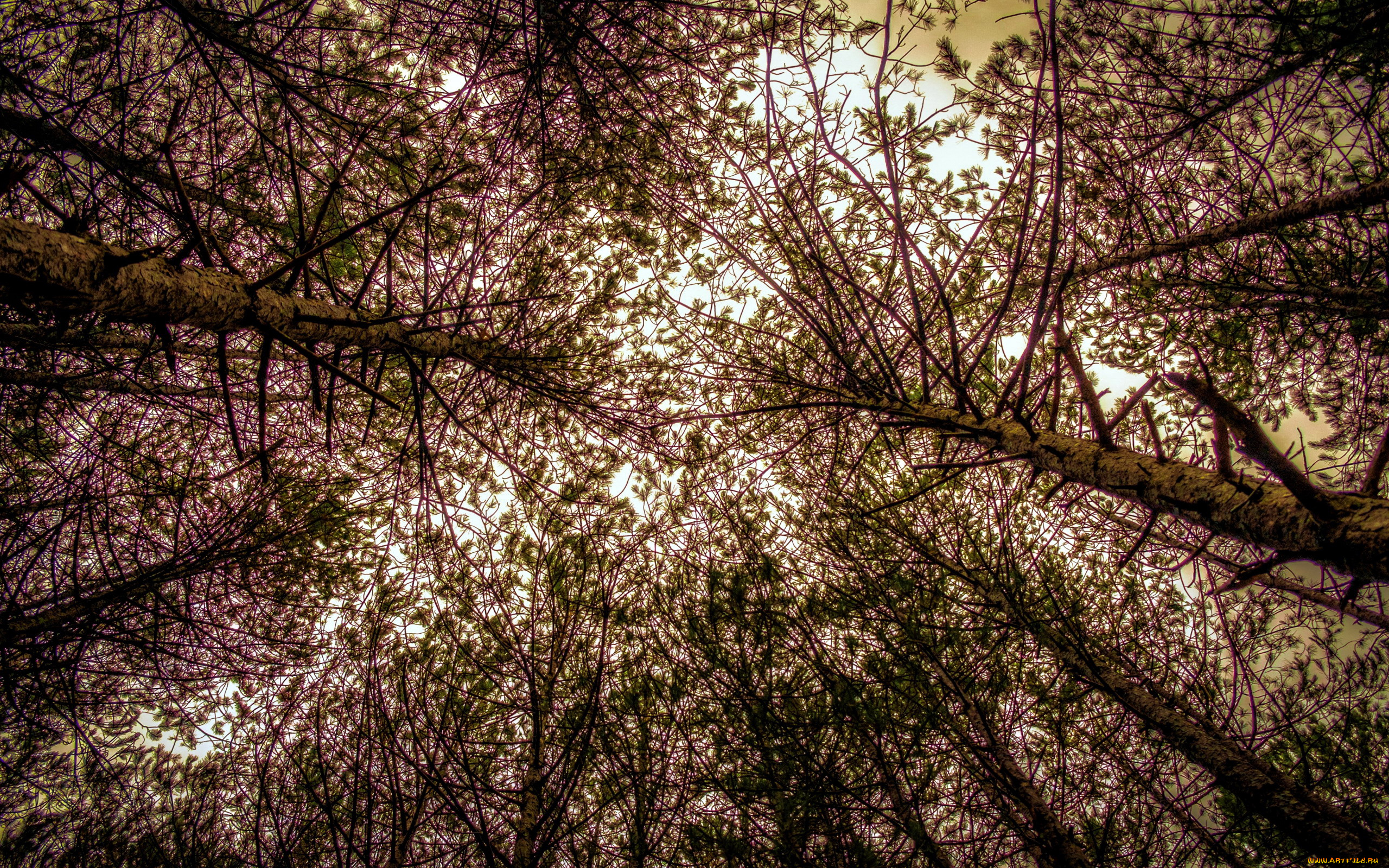 природа, деревья, верхушки