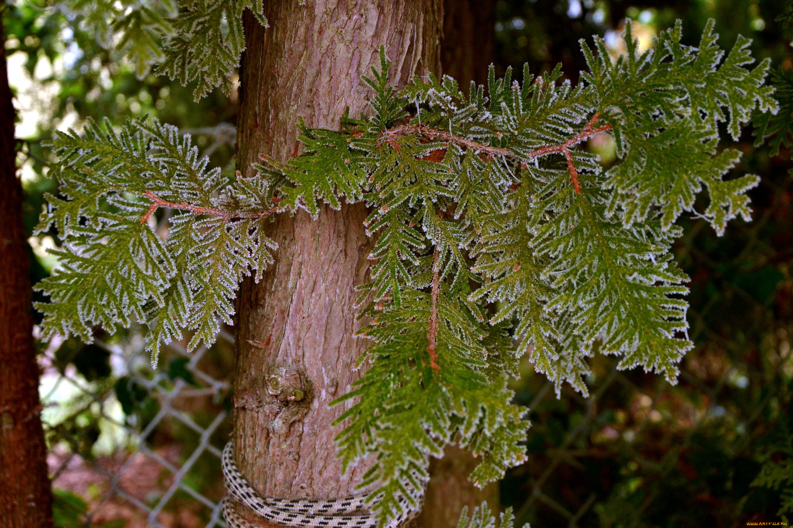 природа, листья, ствол, иней