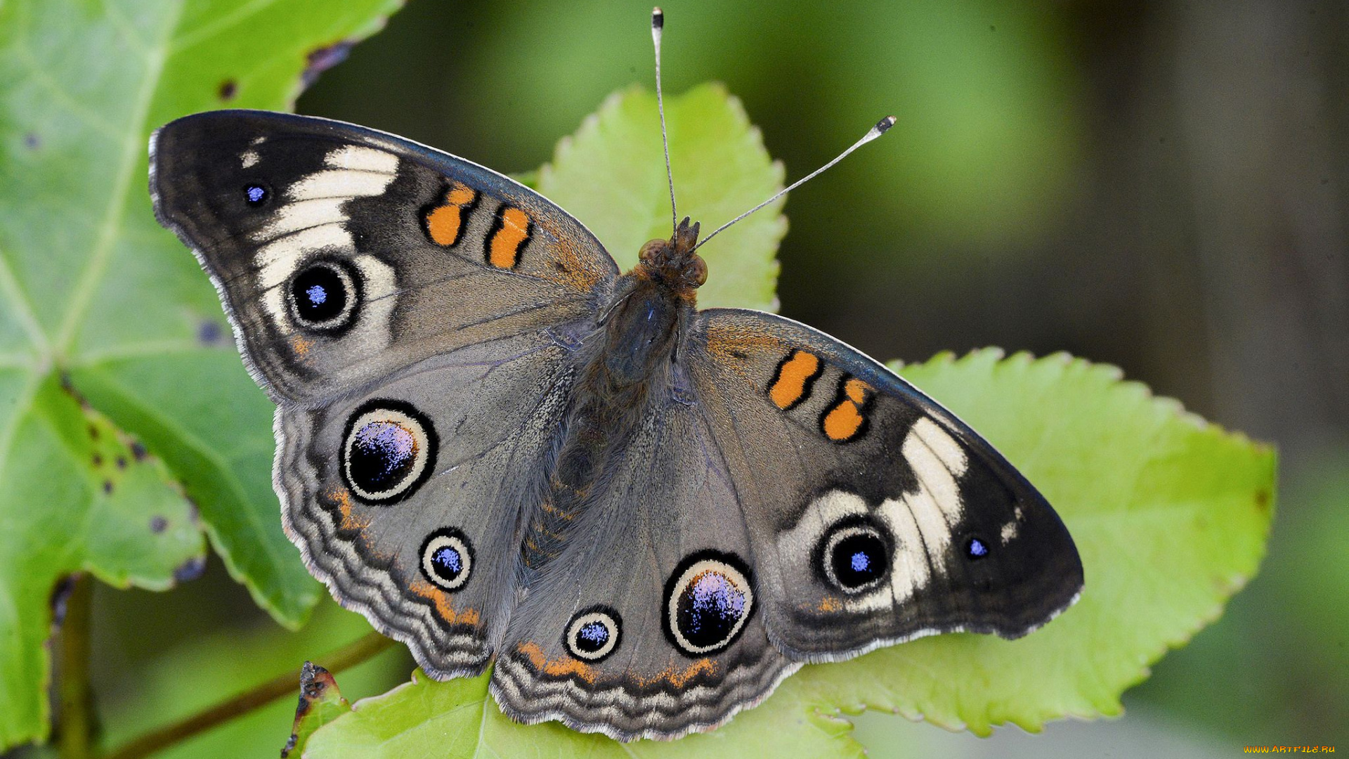 бакай, животные, бабочки, , мотыльки, , моли, бабочка, чешуекрылые, насекомые