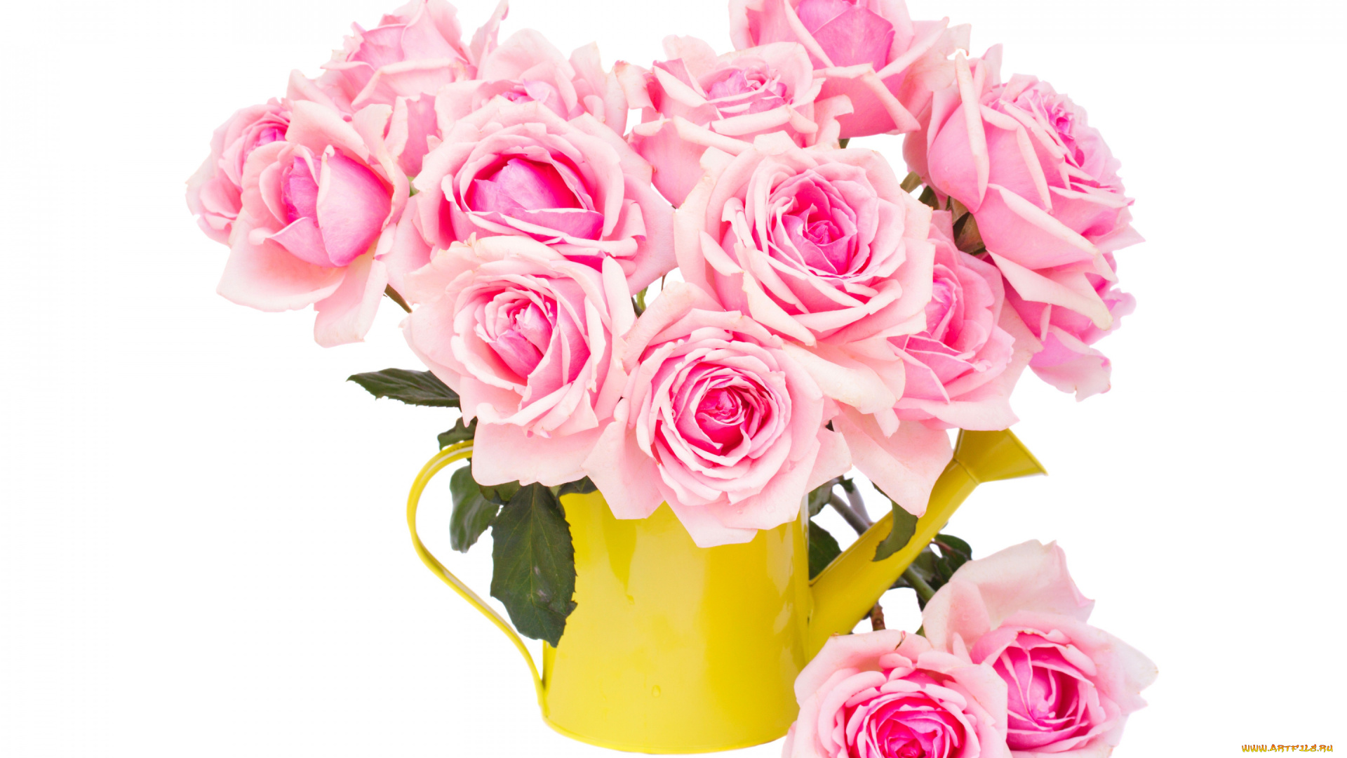 цветы, розы, розовые