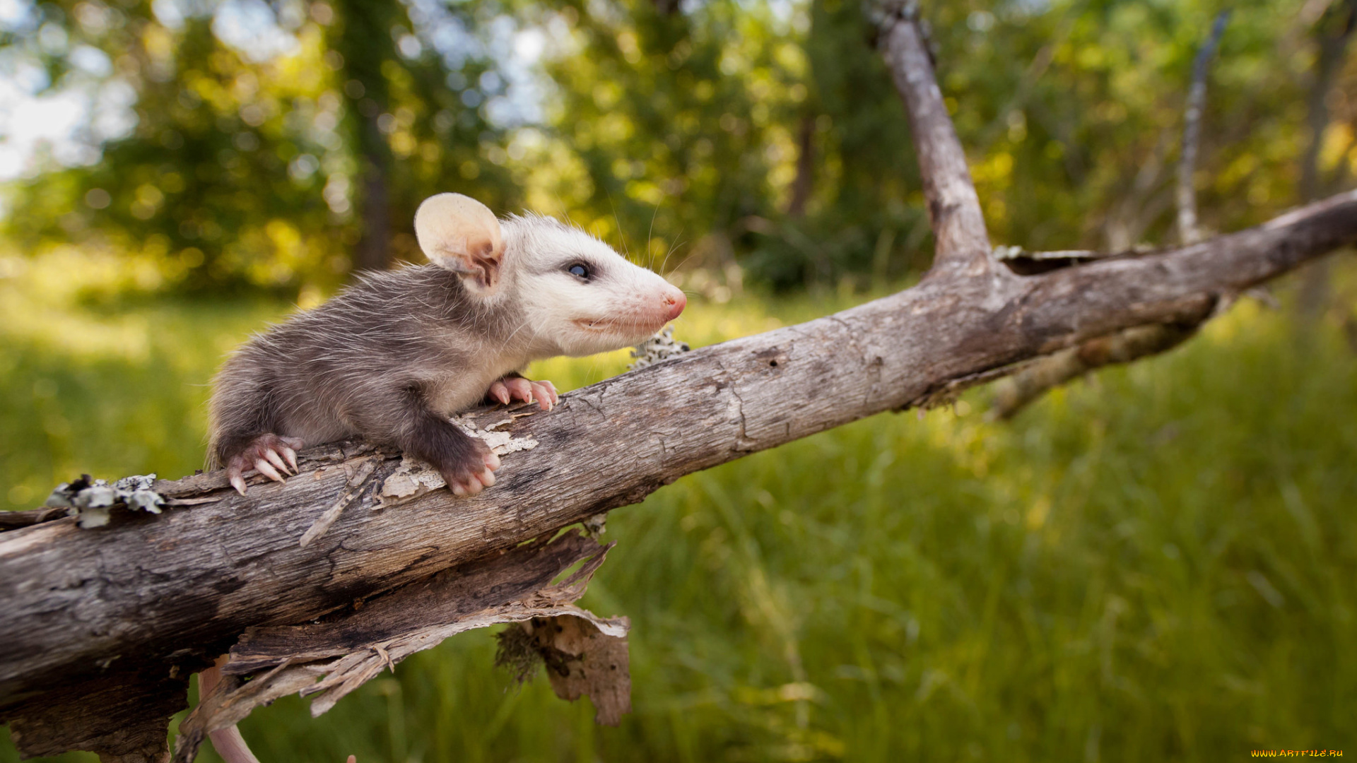 opossum, животные, опоссумы, опоссум, опоссумовые, зверёк, мех, хвостик, мордочка, млекопитающие