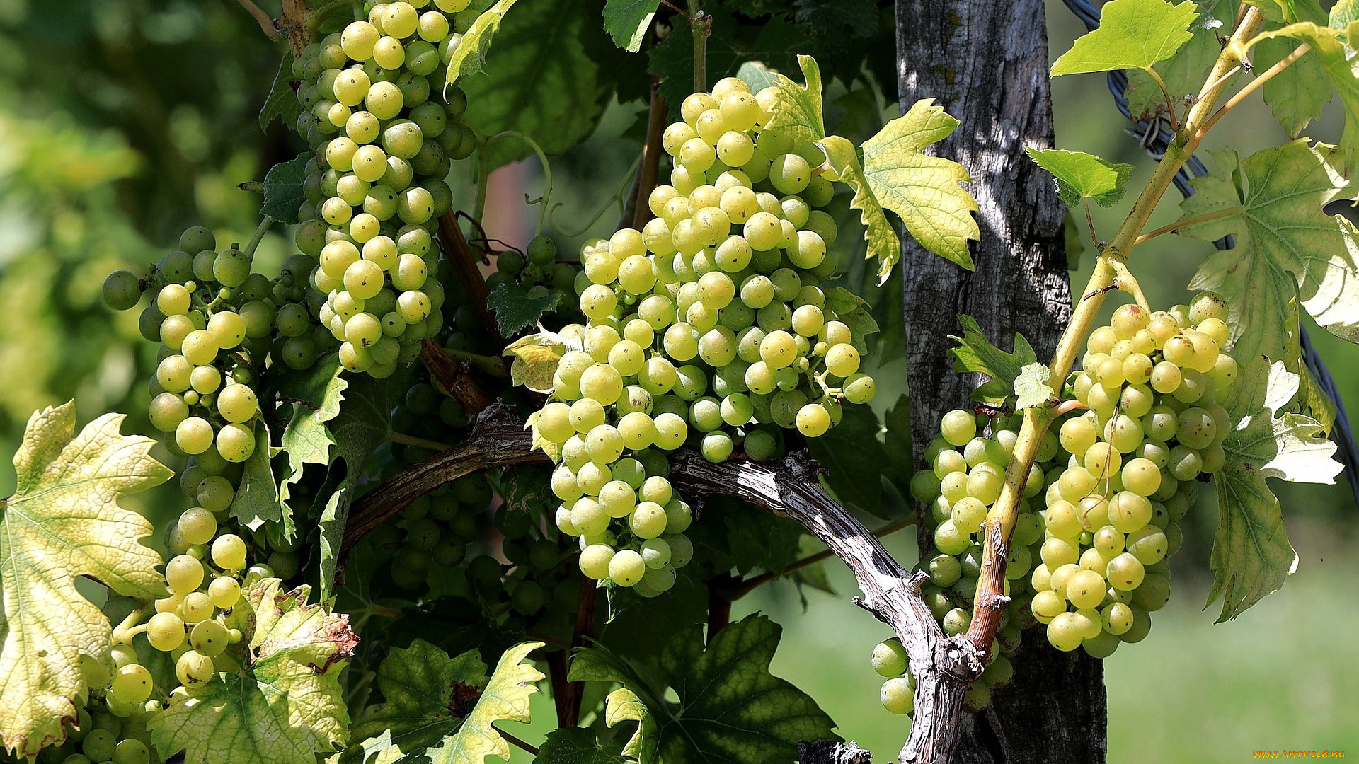 природа, ягоды, , виноград, виноград, зеленый