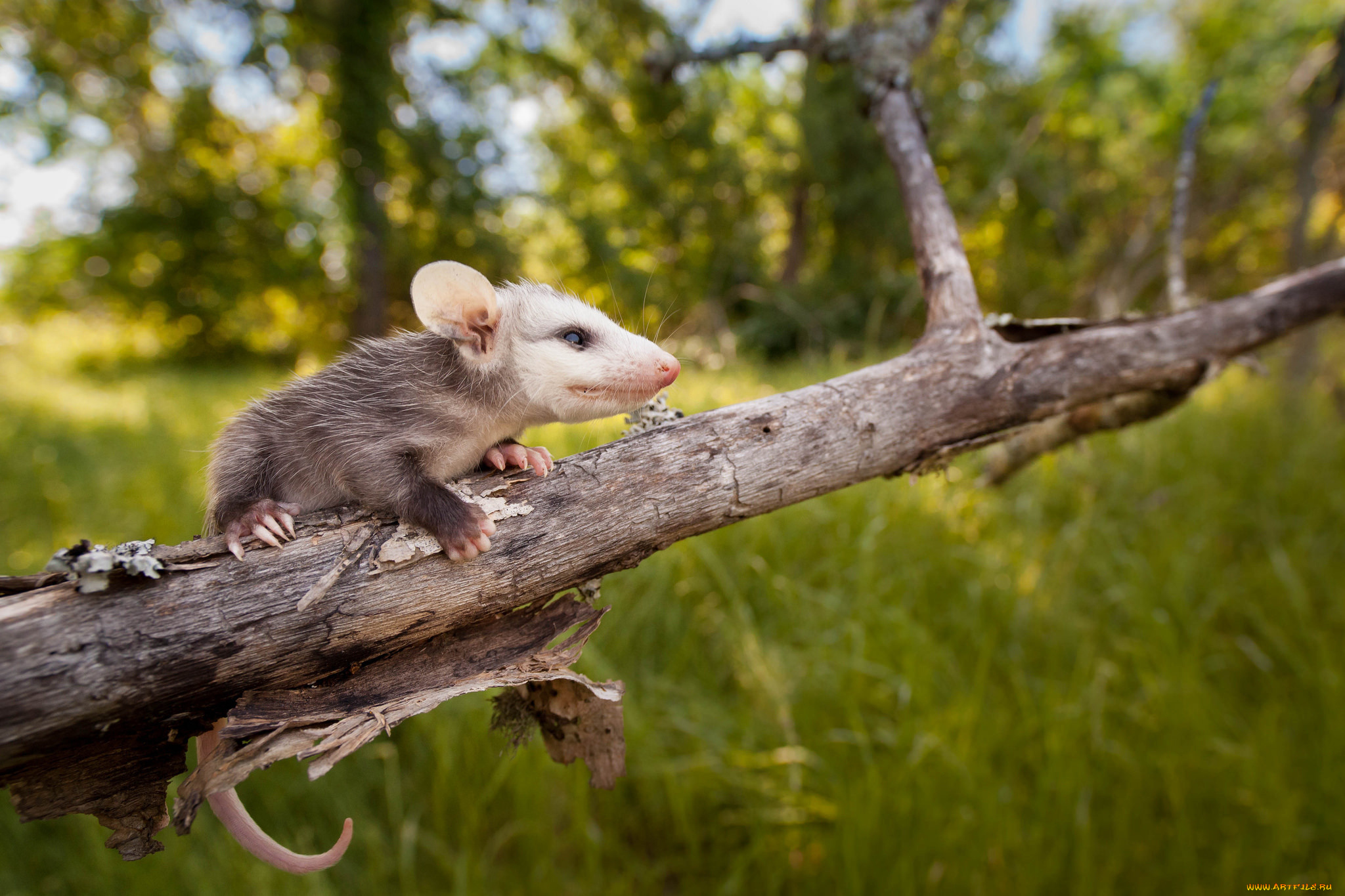 opossum, животные, опоссумы, опоссум, опоссумовые, зверёк, мех, хвостик, мордочка, млекопитающие