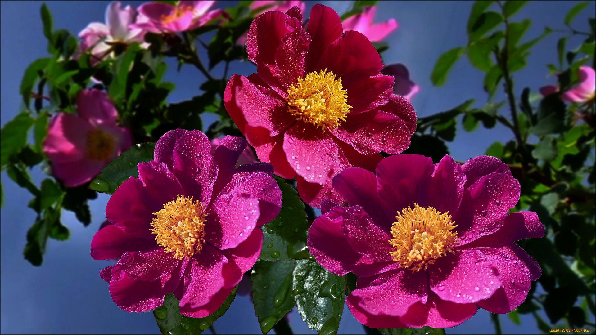 цветы, шиповник