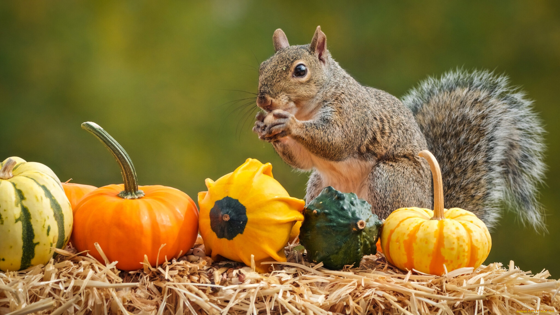 животные, белки, осень, белка, тыквы