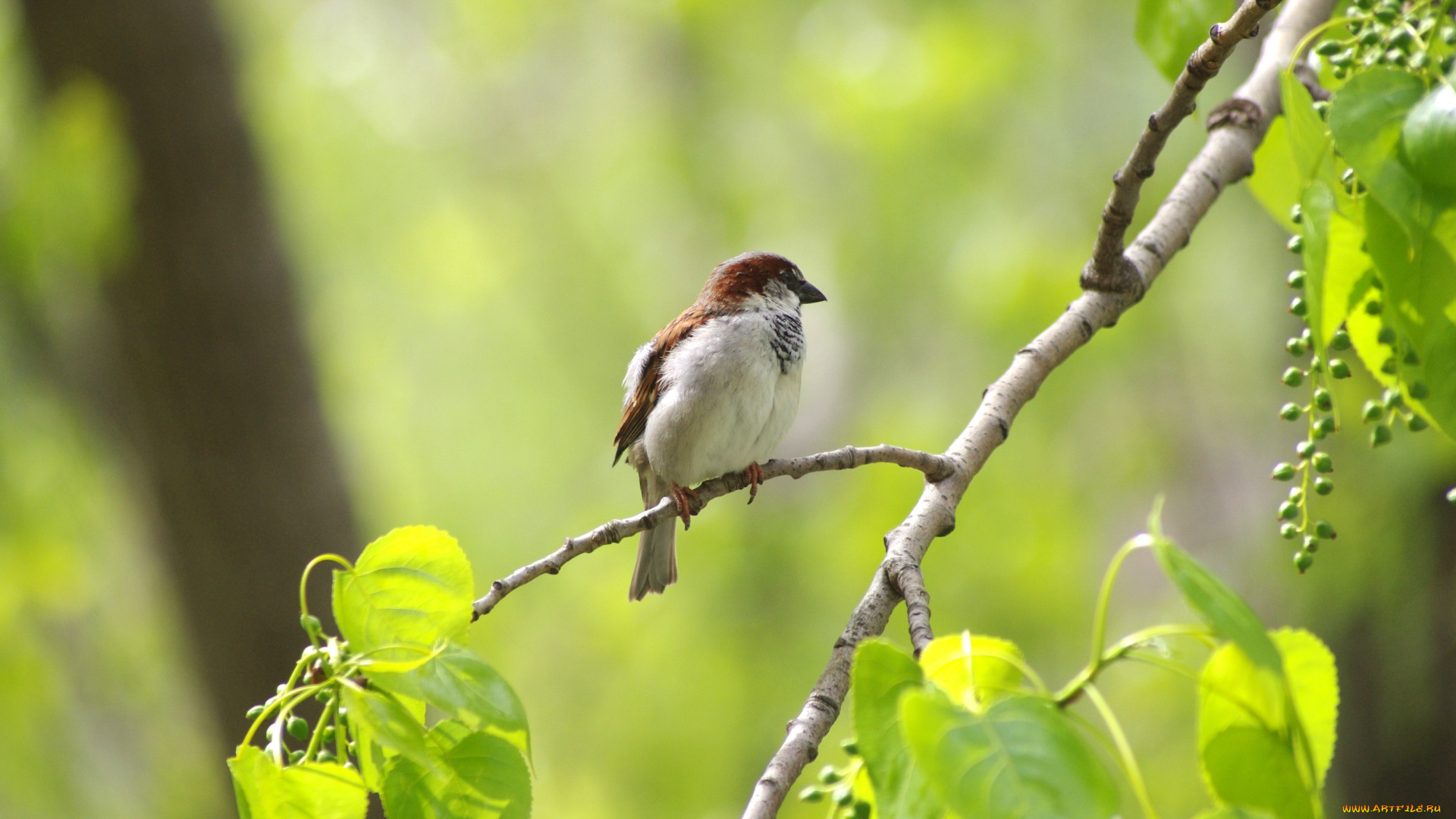 животные, воробьи, зелень, лето, ягоды, фон, птица, листва, ветка, плоды, воробей, боке, черемуха