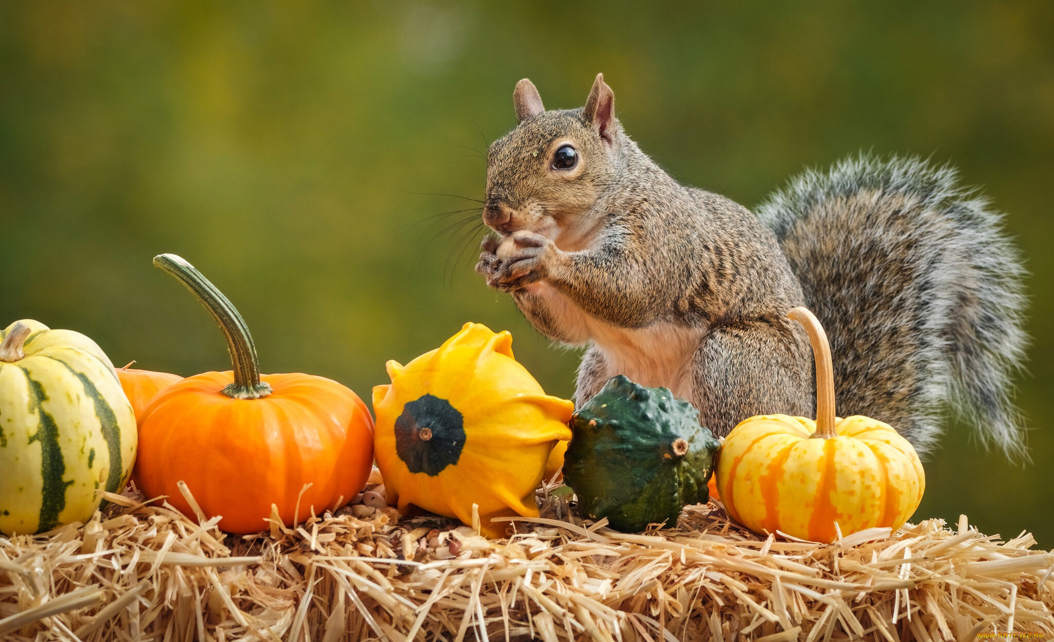 животные, белки, осень, белка, тыквы