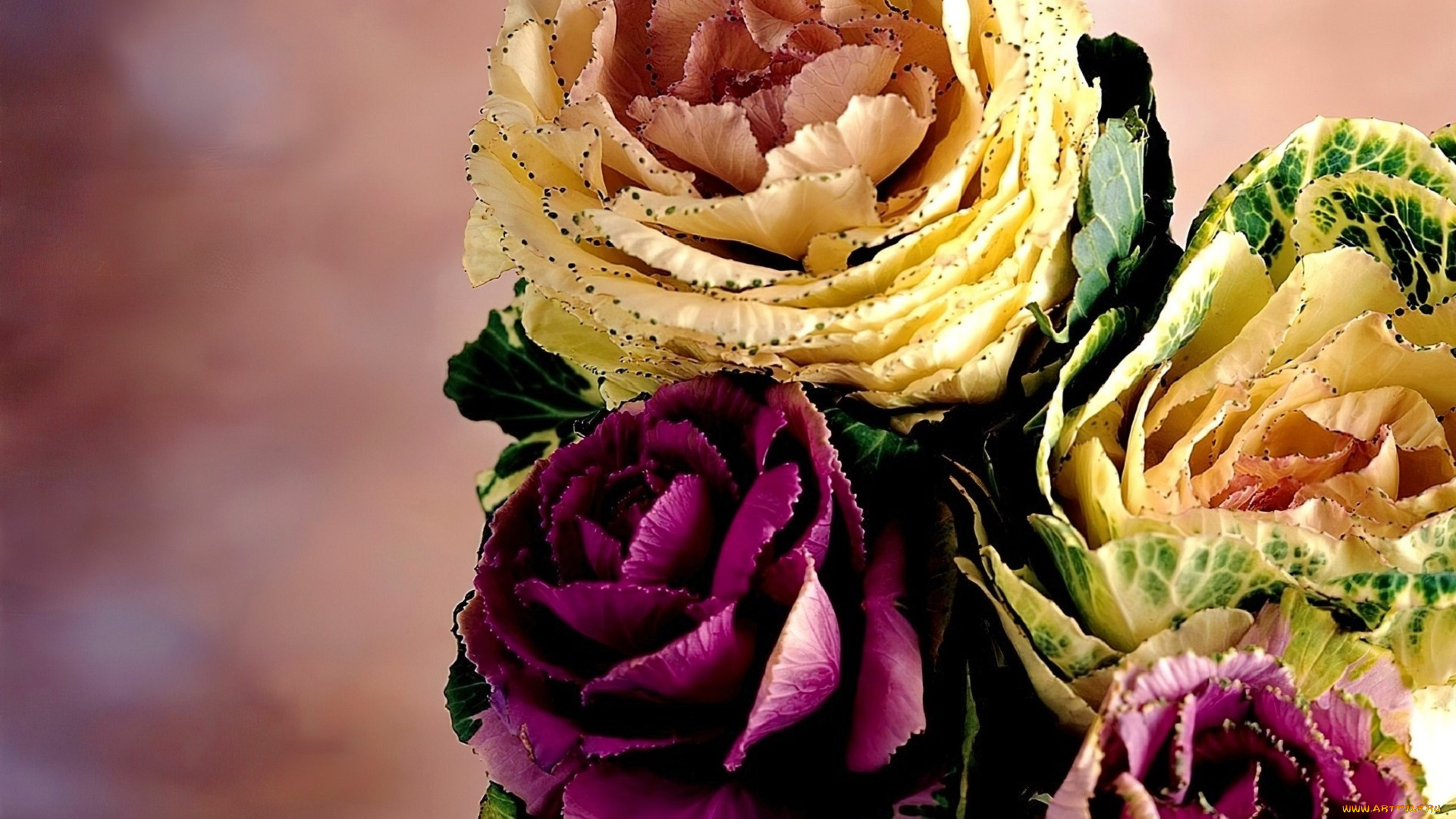 цветы, декоративная, капуста, букет, цвета