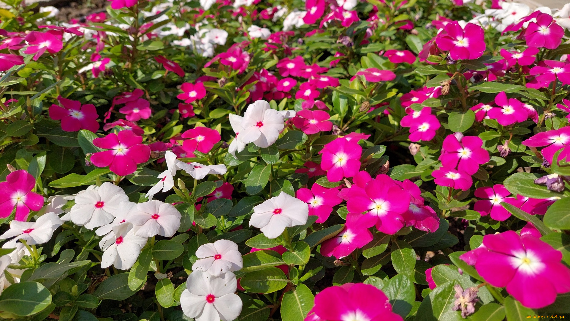 цветы, катарантусы, катарантус