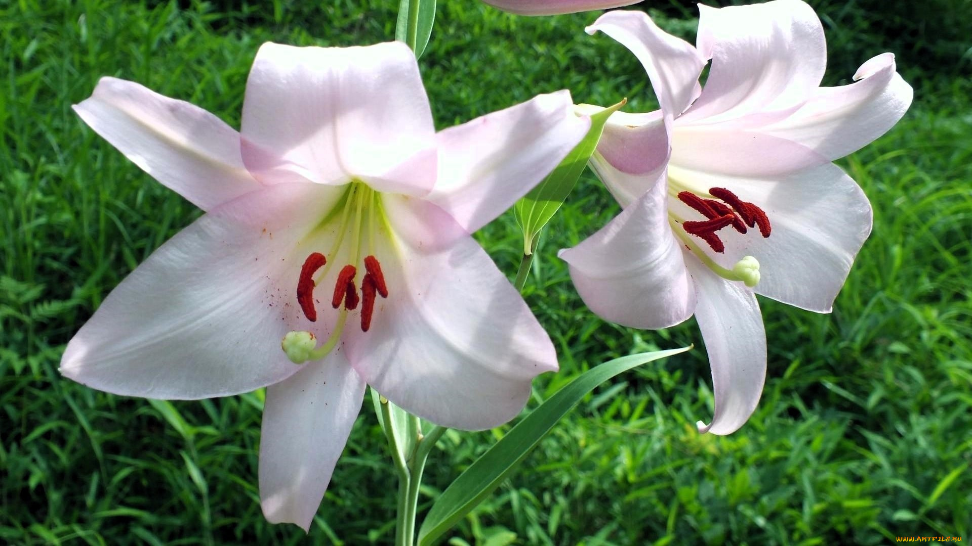 цветы, лилии, , лилейники, трава