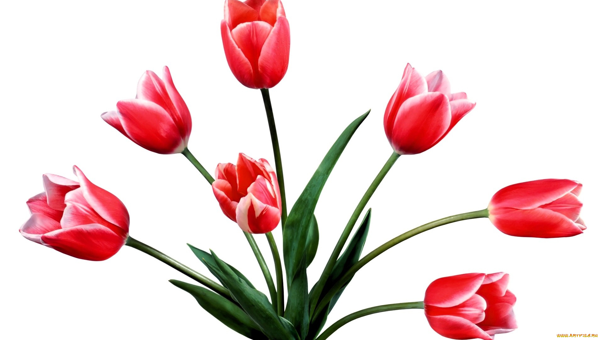цветы, тюльпаны, красные