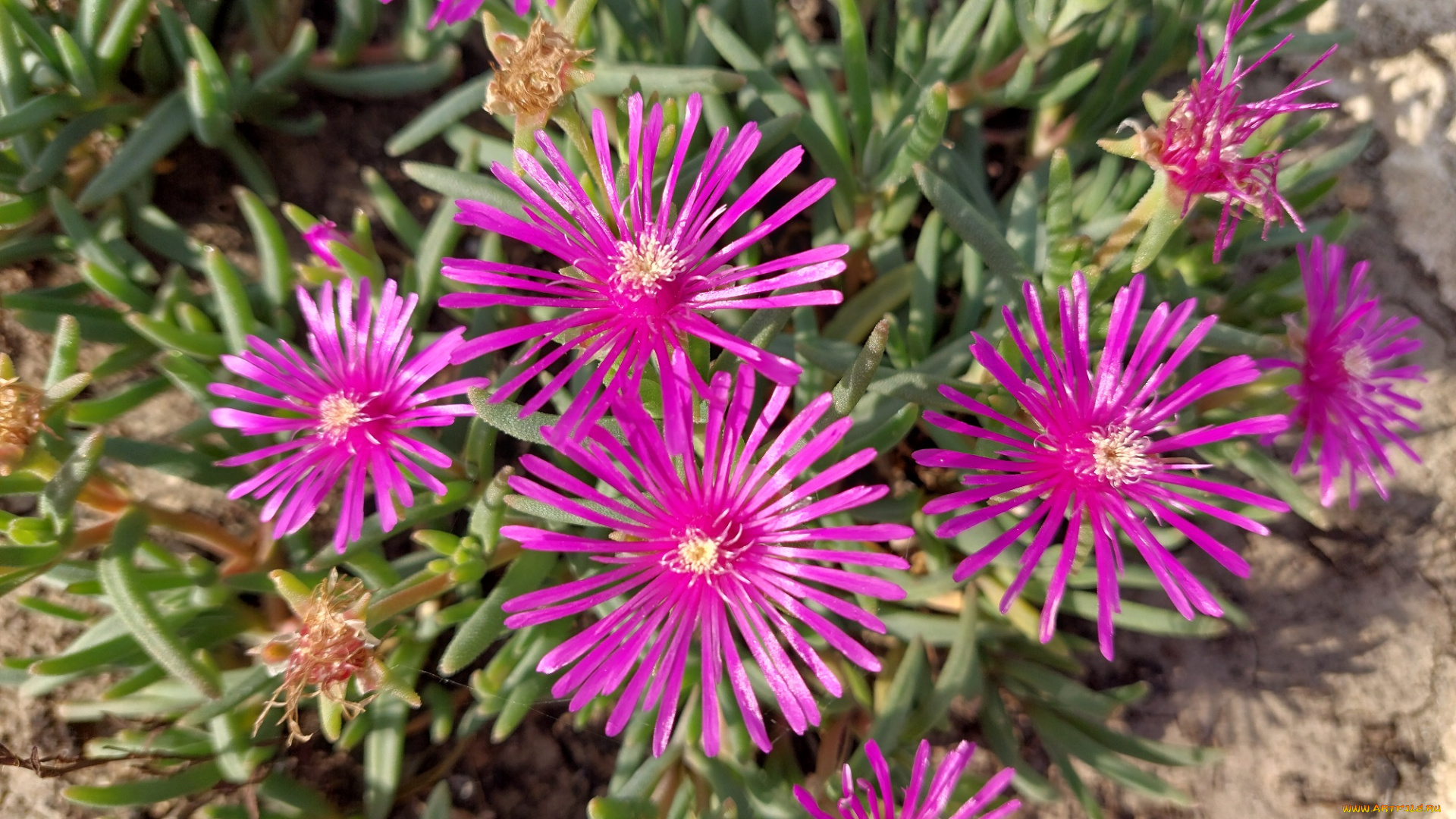 делосперма, цветы, аизовые, пустынный