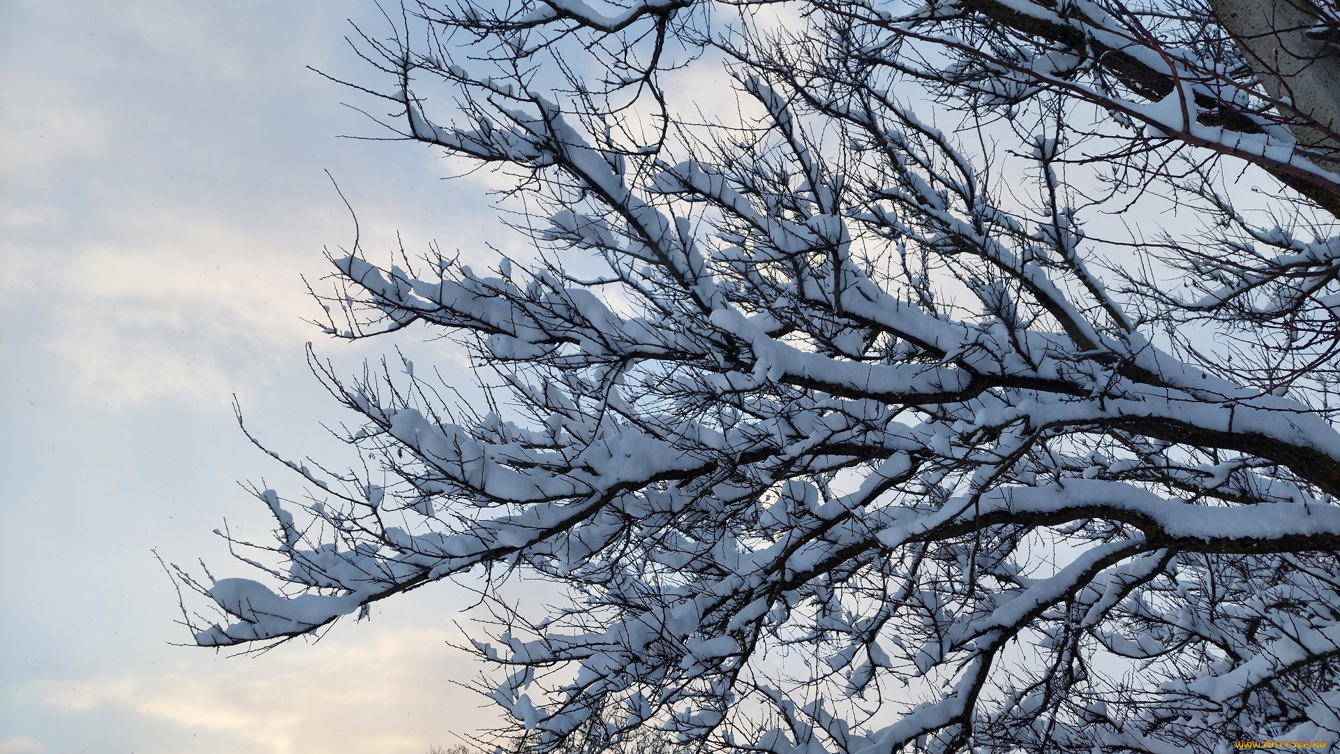 природа, деревья, зима, снег