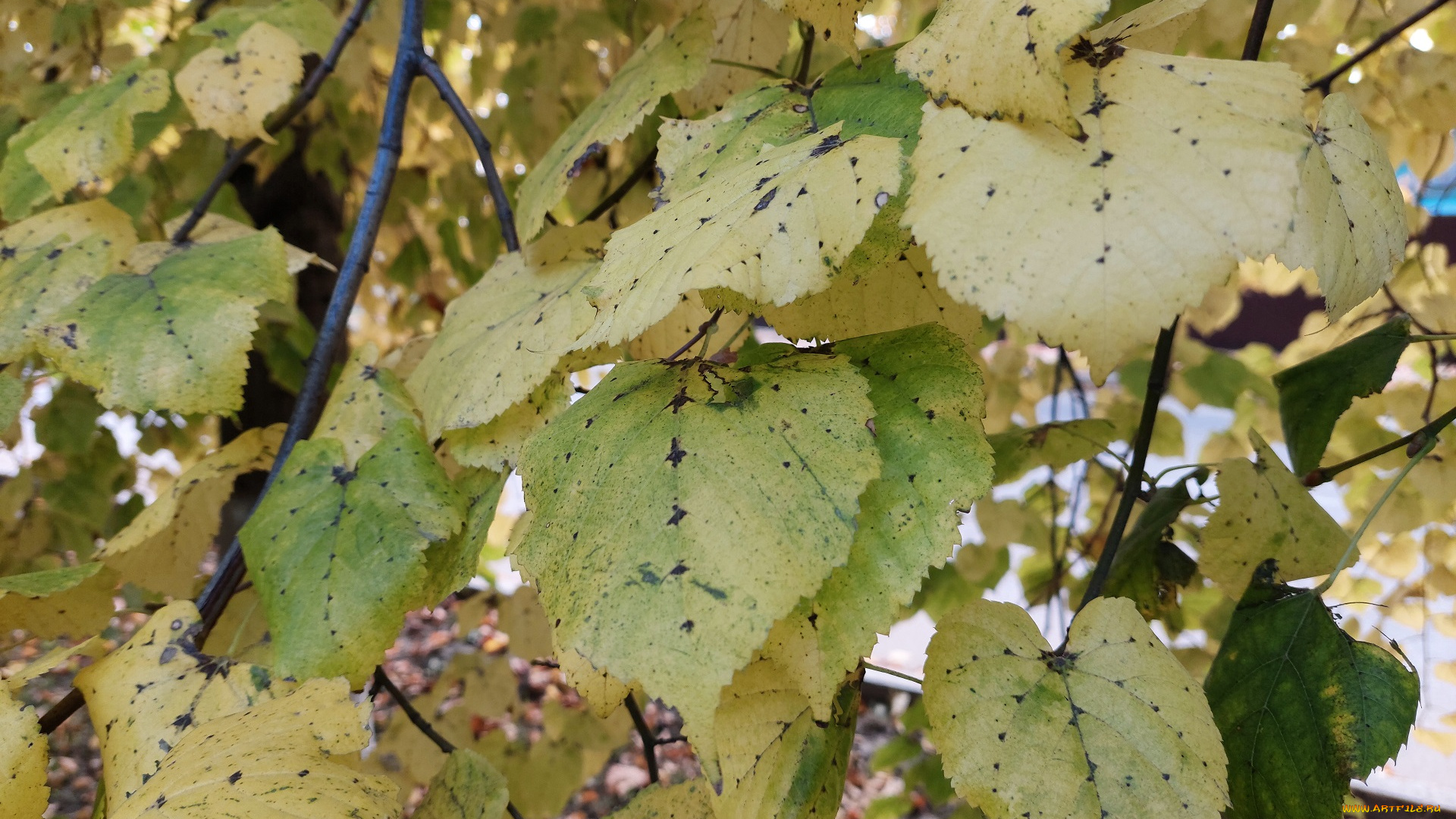 природа, листья, липа