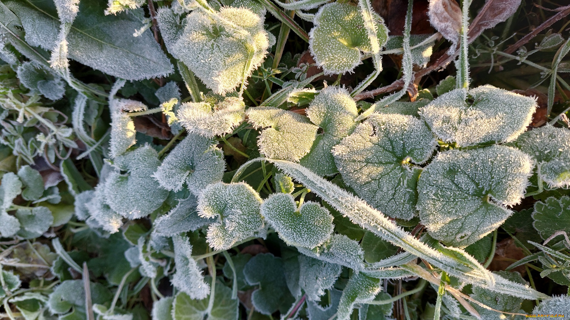 природа, листья, растения