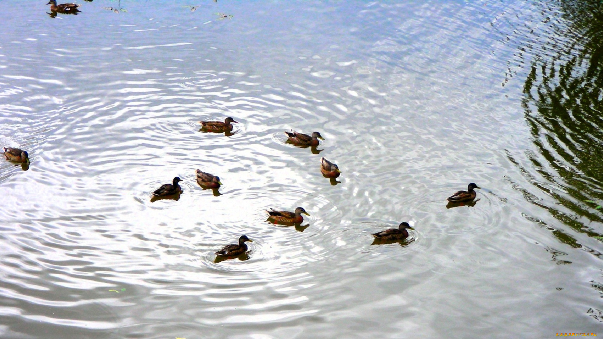 животные, утки, пруд