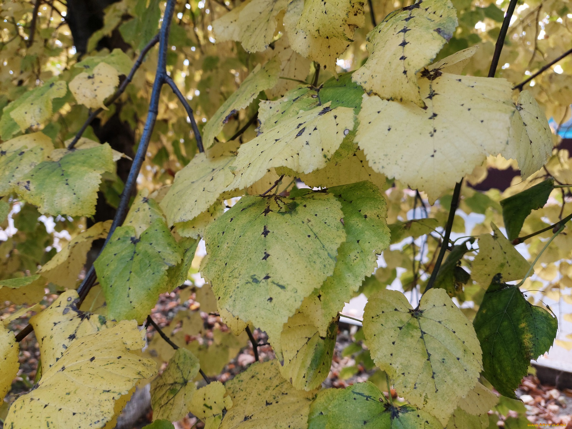 природа, листья, липа