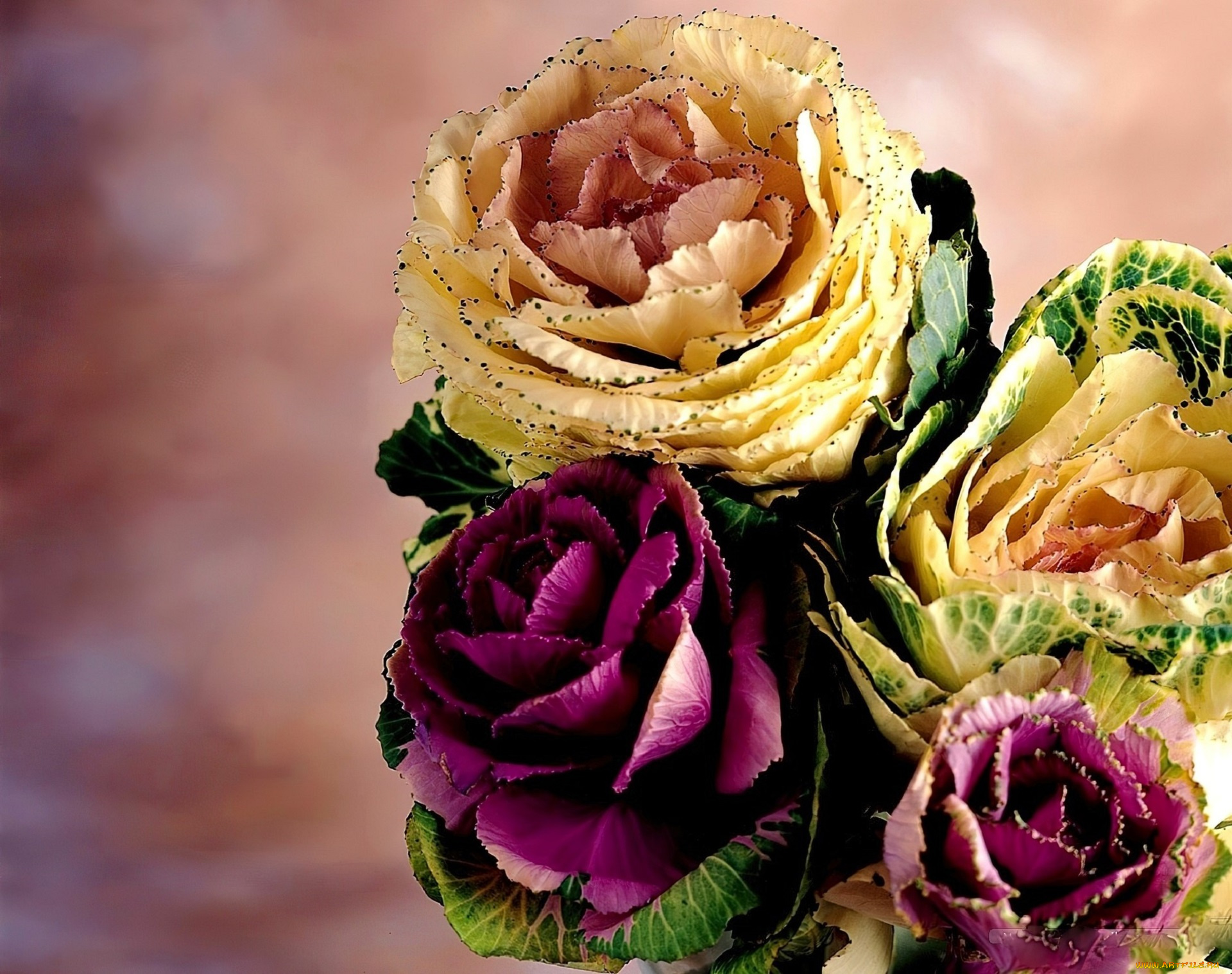 цветы, декоративная, капуста, букет, цвета