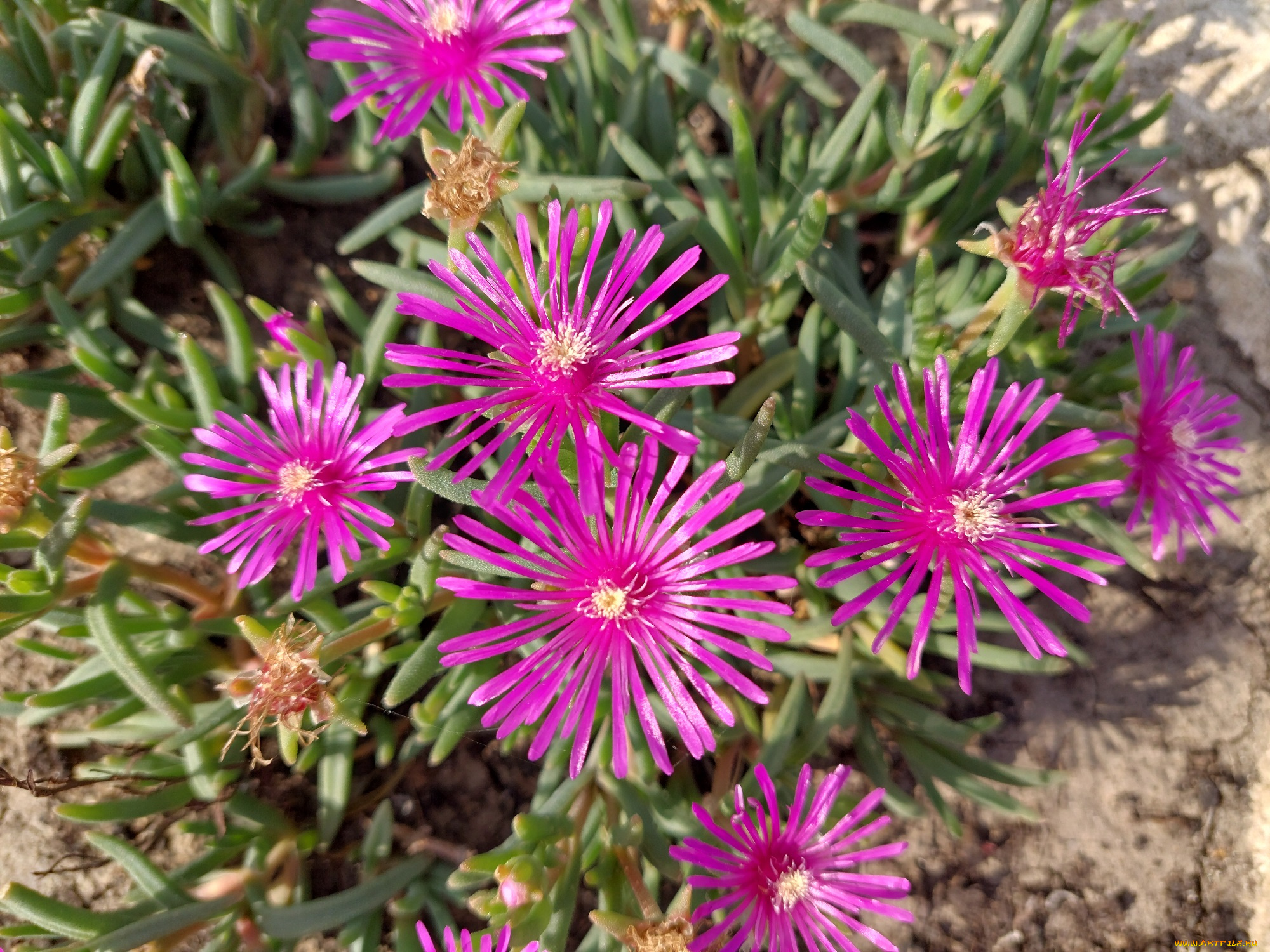 делосперма, цветы, аизовые, пустынный