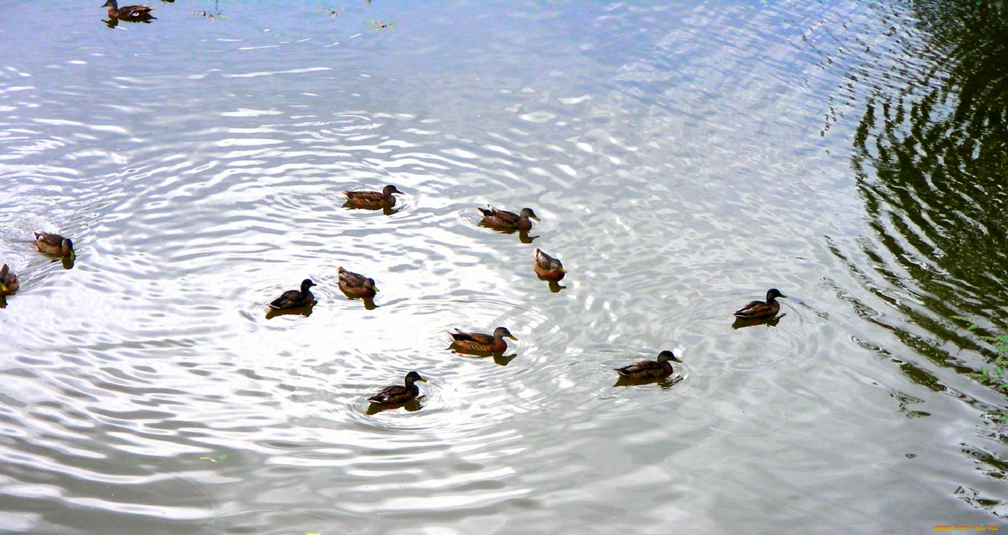 животные, утки, пруд