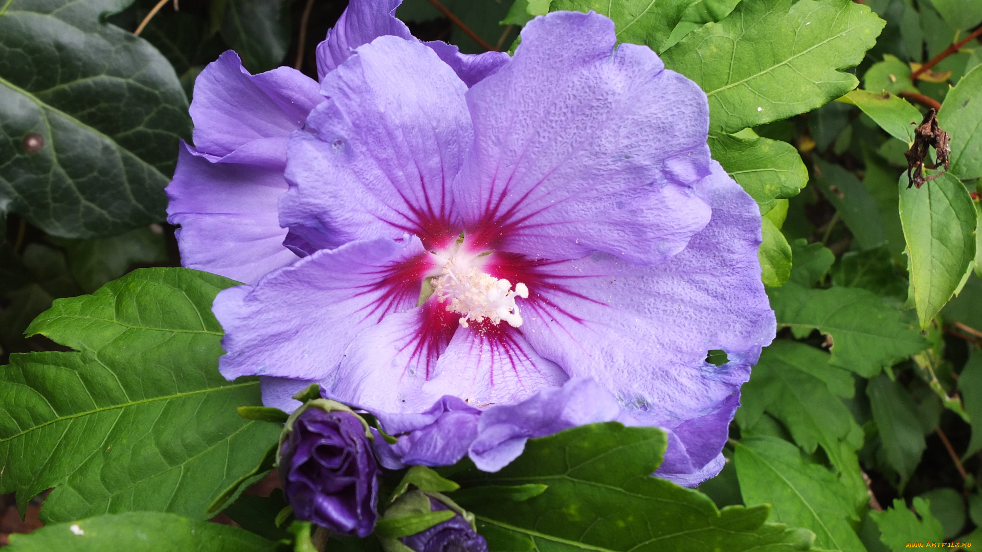 цветы, гибискусы, цветок