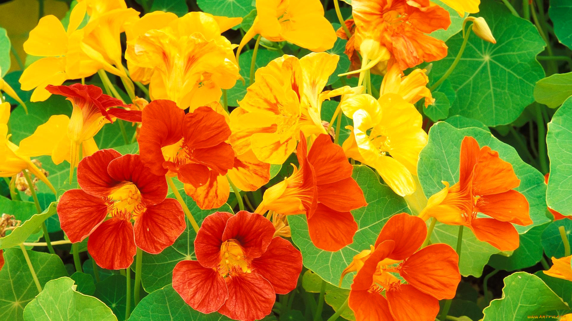 цветы, настурции