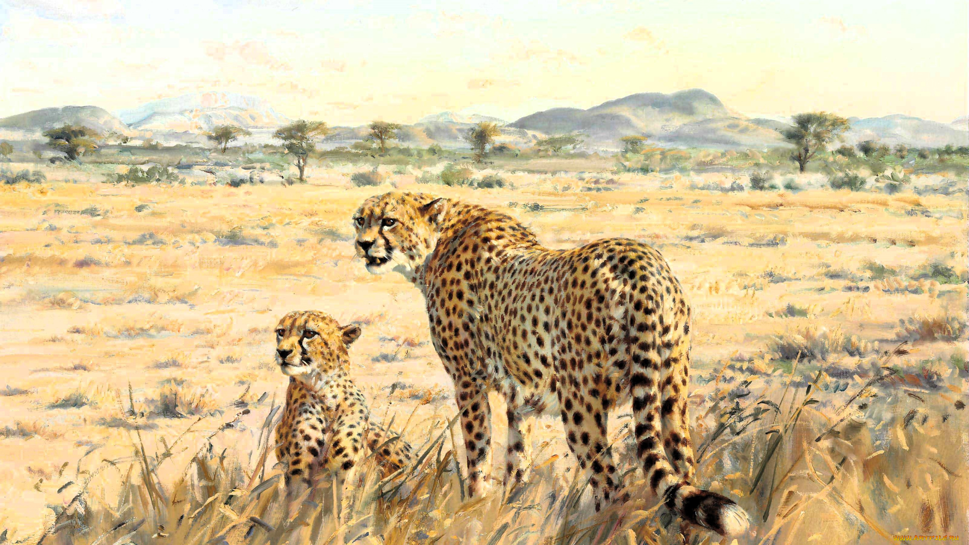 рисованное, donald, grant, donald, grant, гепарды, пара, саванна