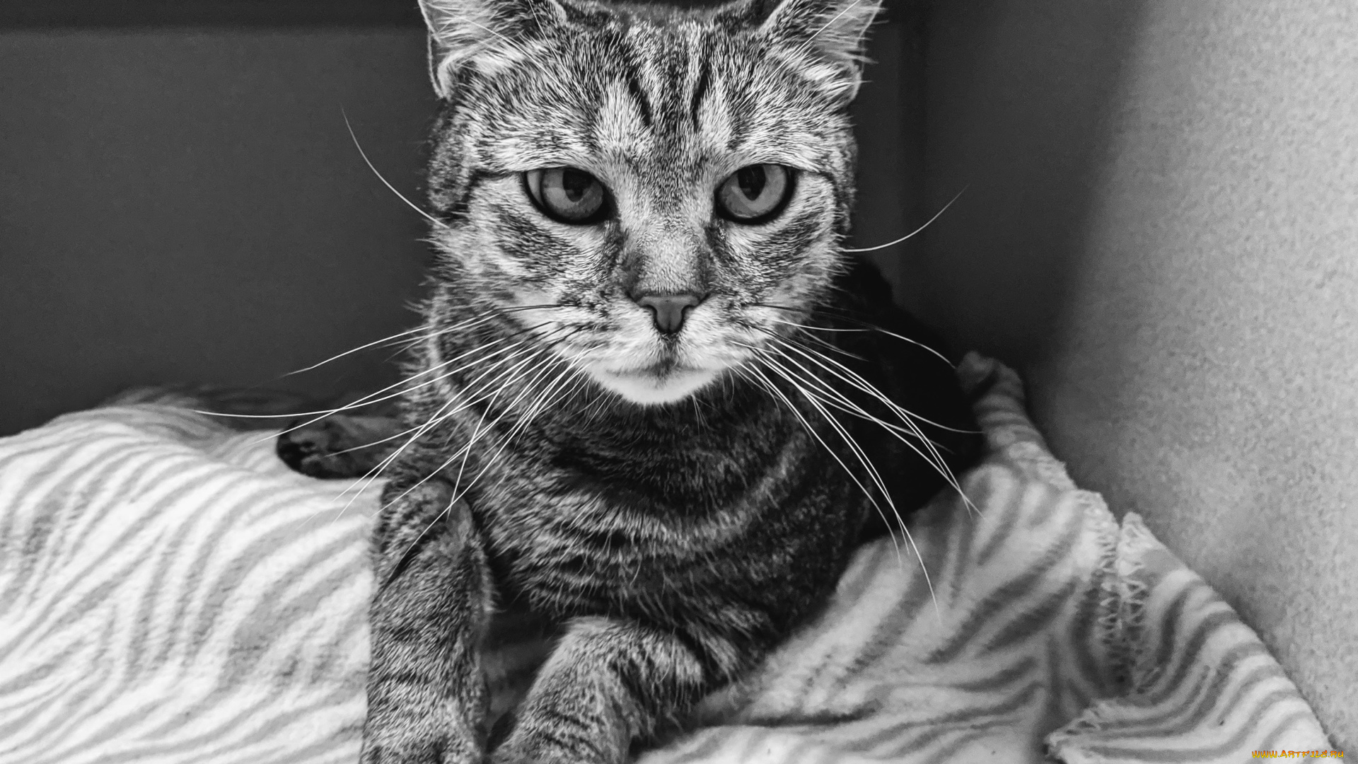 животные, коты, кот, кошка