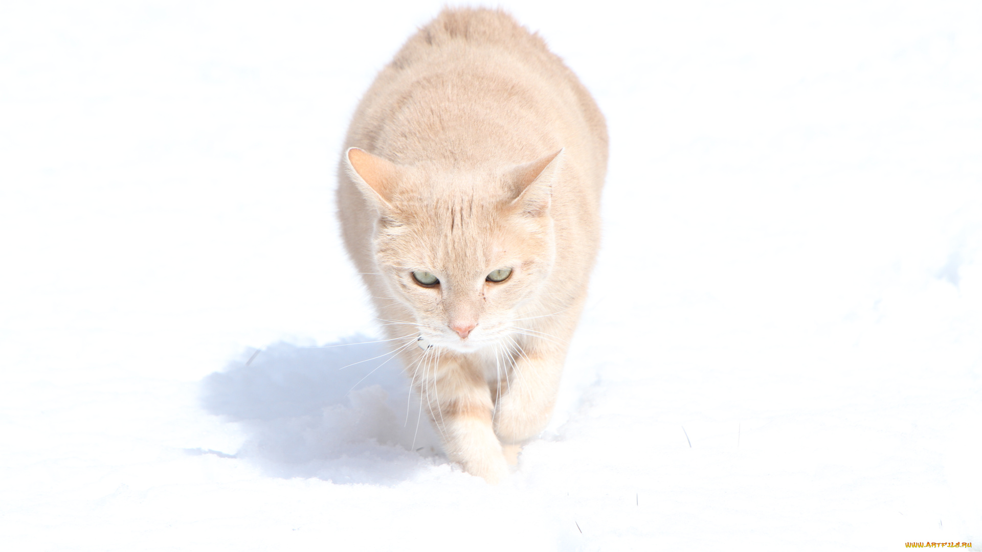 животные, коты, кот, кошка