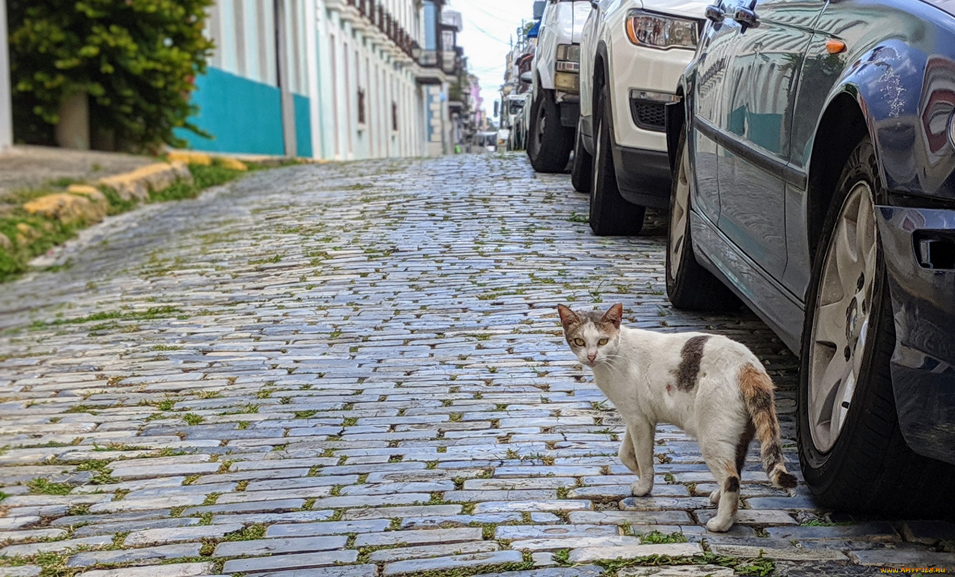 животные, коты, кот, кошка