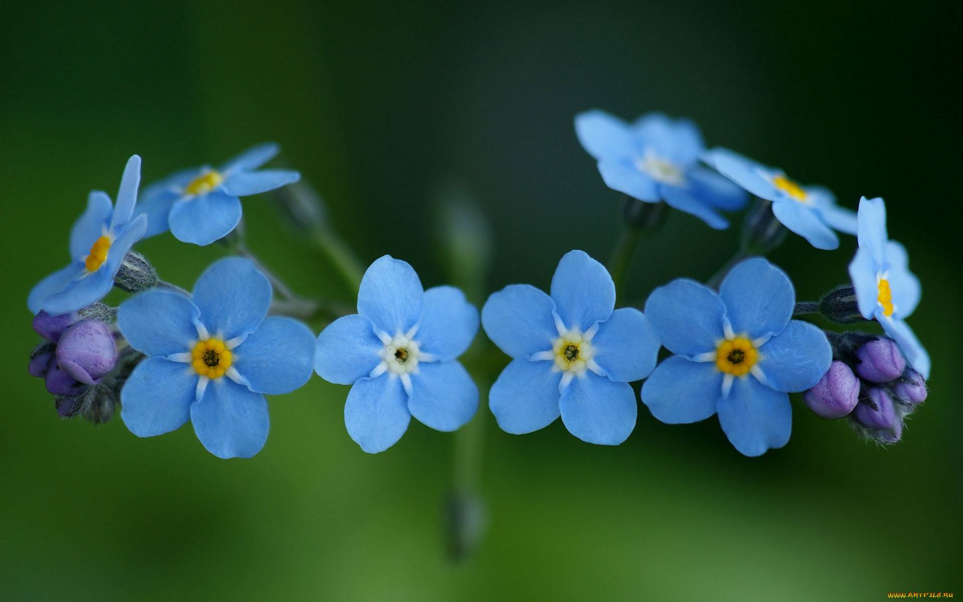 цветы, незабудки