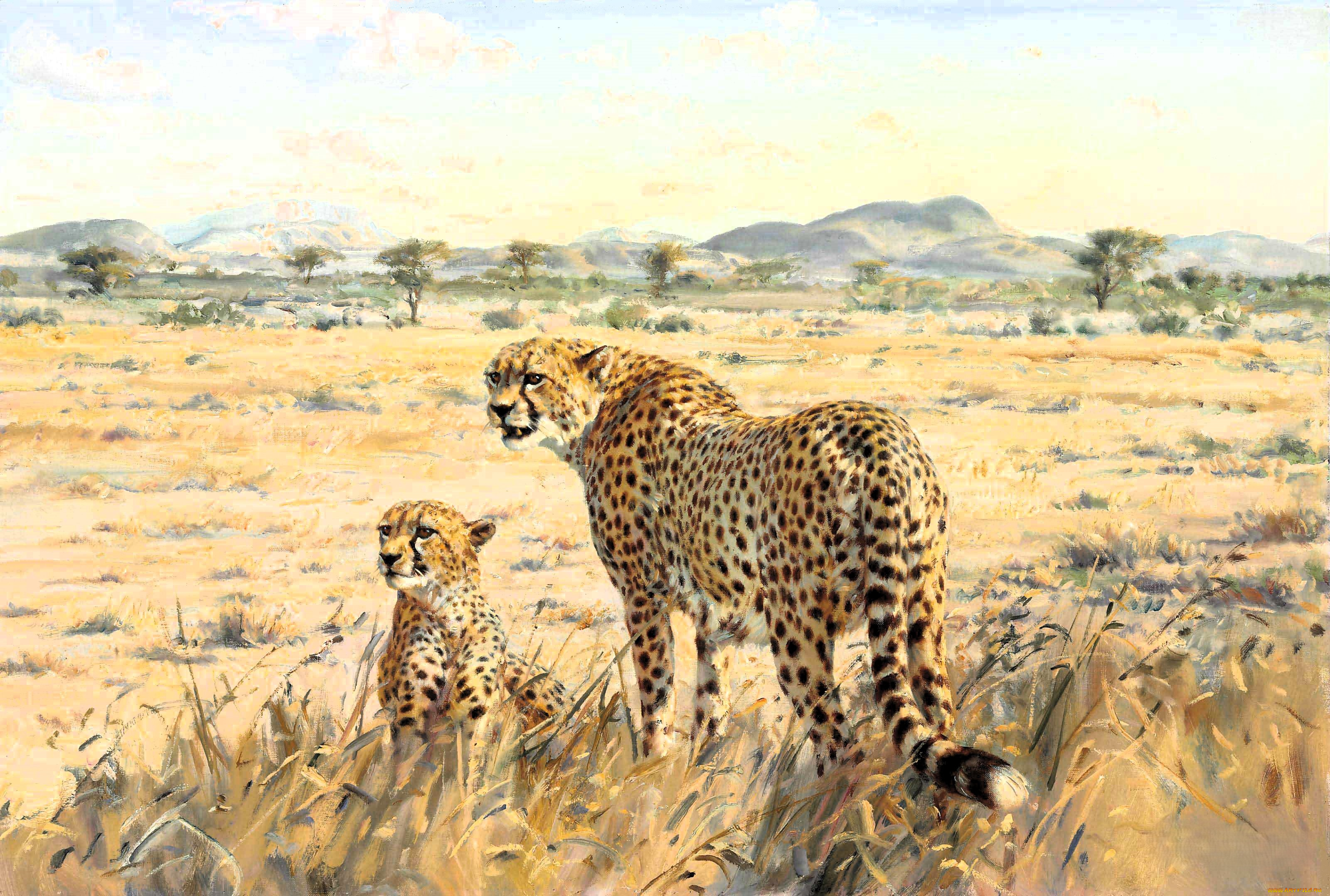 рисованное, donald, grant, donald, grant, гепарды, пара, саванна