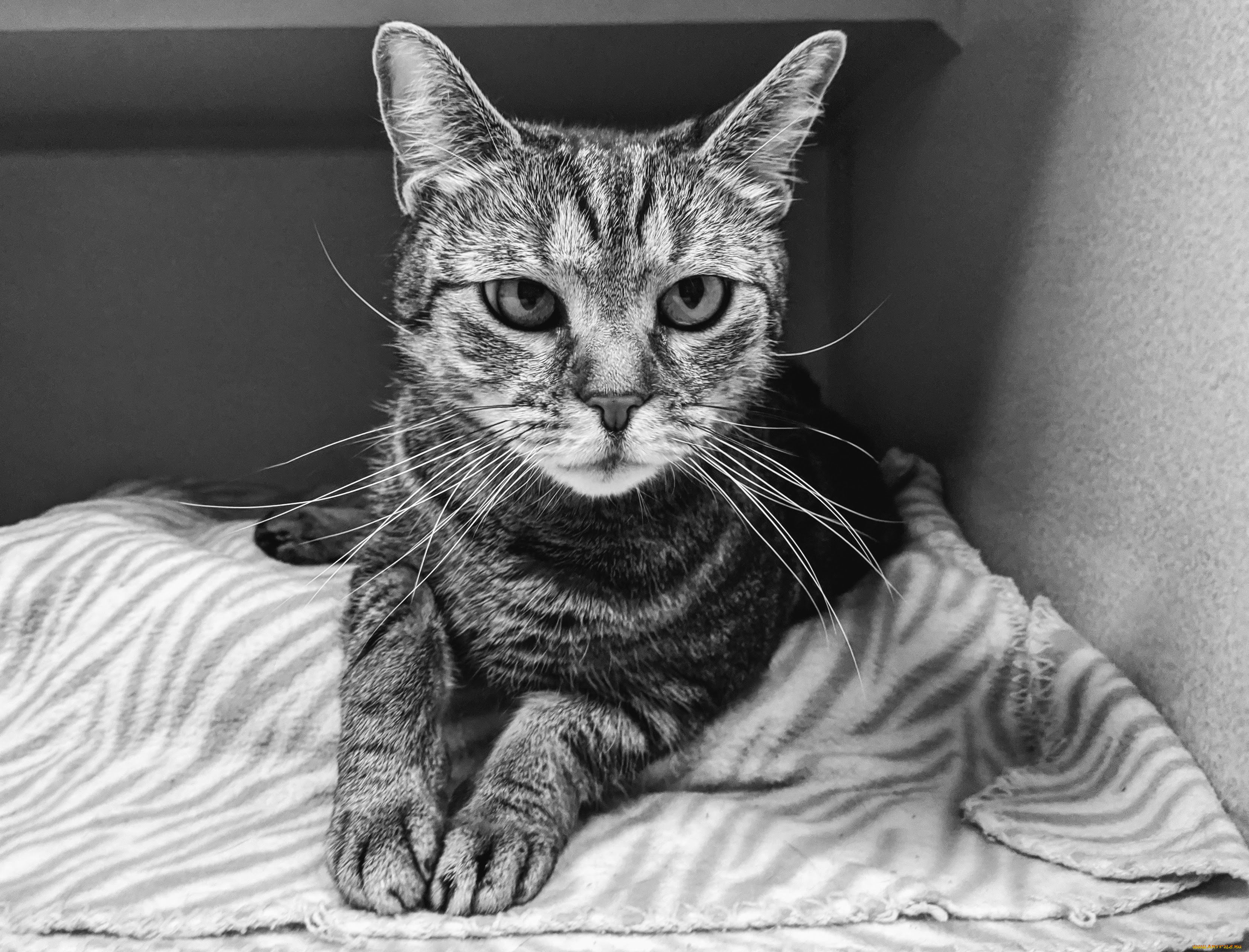 животные, коты, кот, кошка