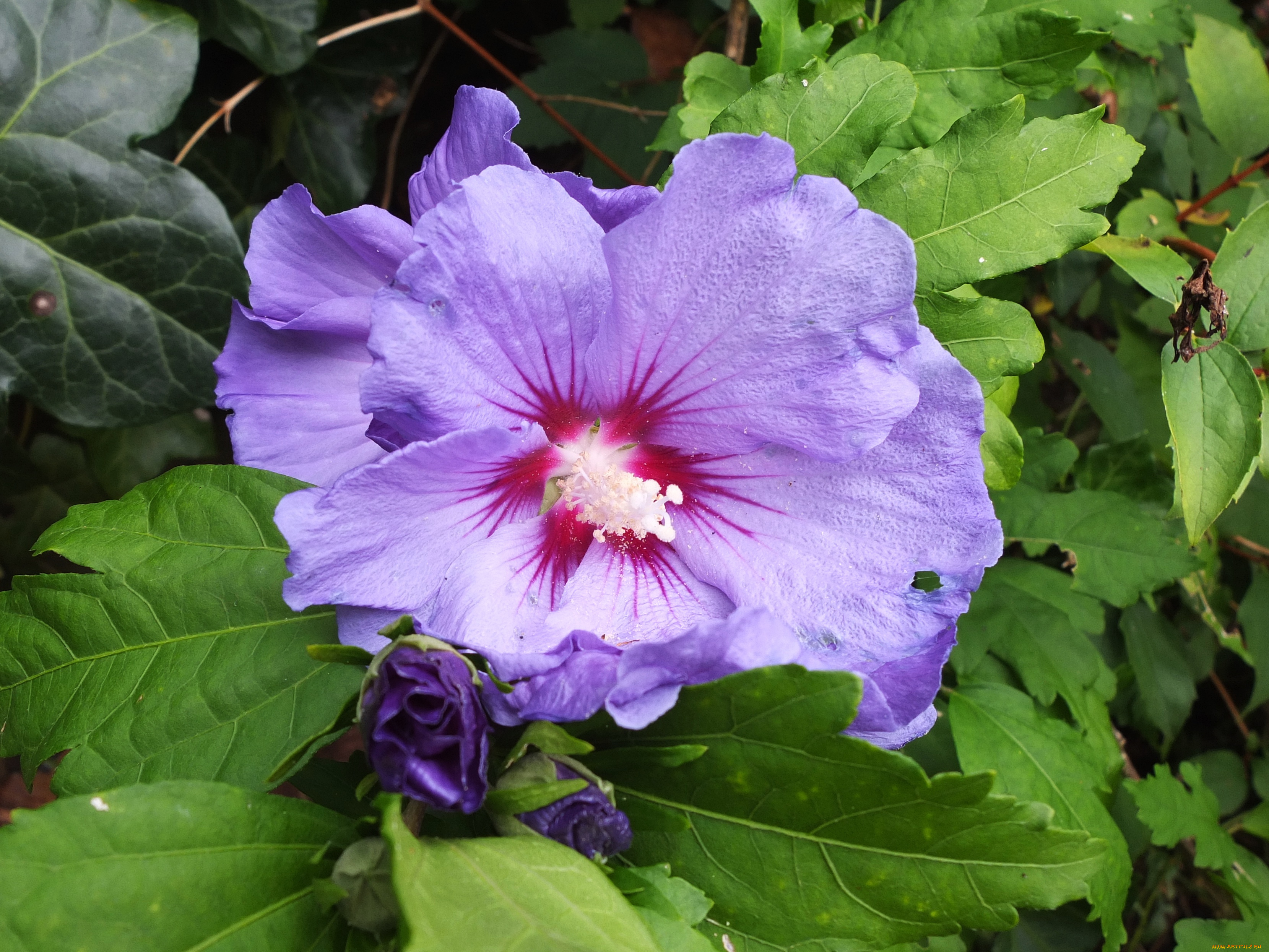 цветы, гибискусы, цветок