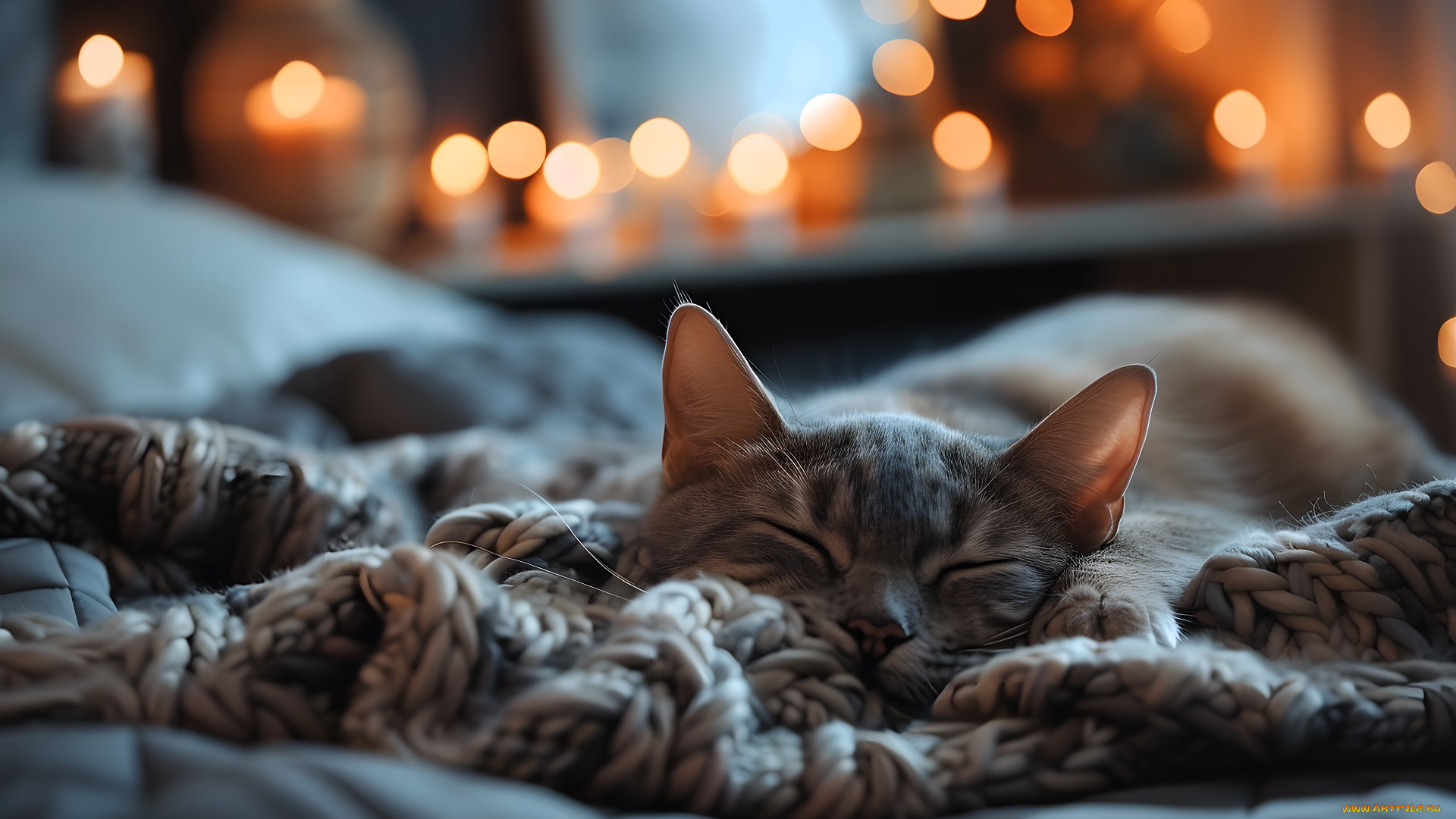 3д, графика, животные, , animals, кот, плед, постель, блики, сон