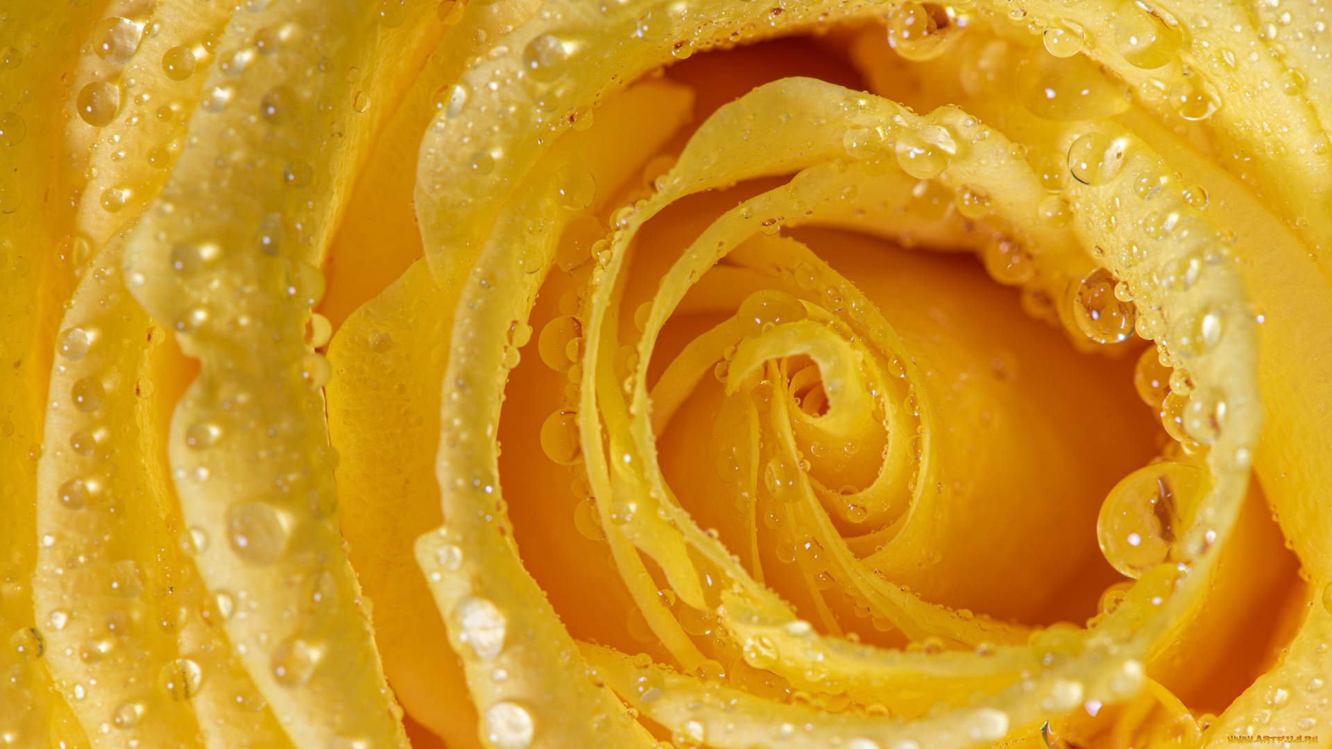 цветы, розы, цветок