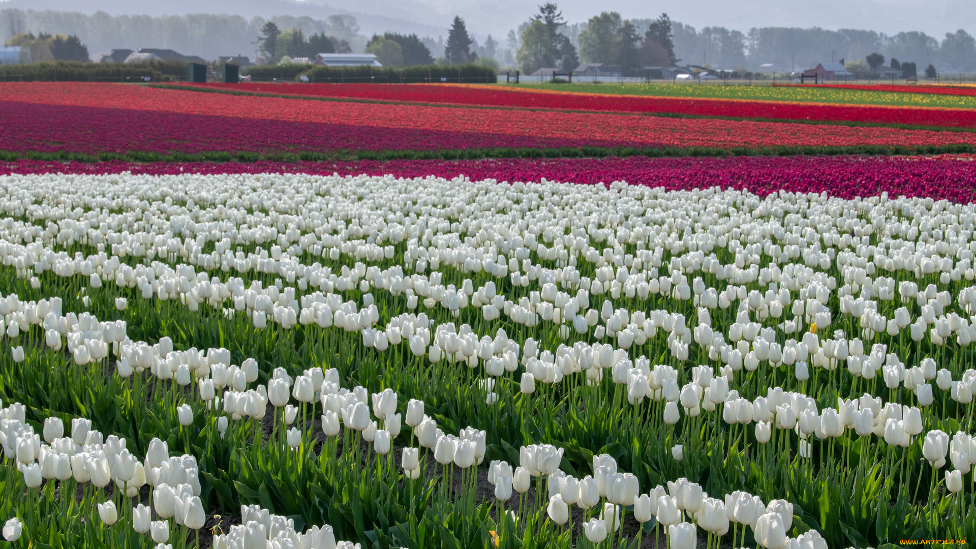 цветы, тюльпаны