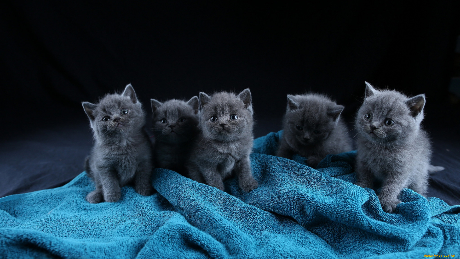 животные, коты, кот, кошка, котёнок