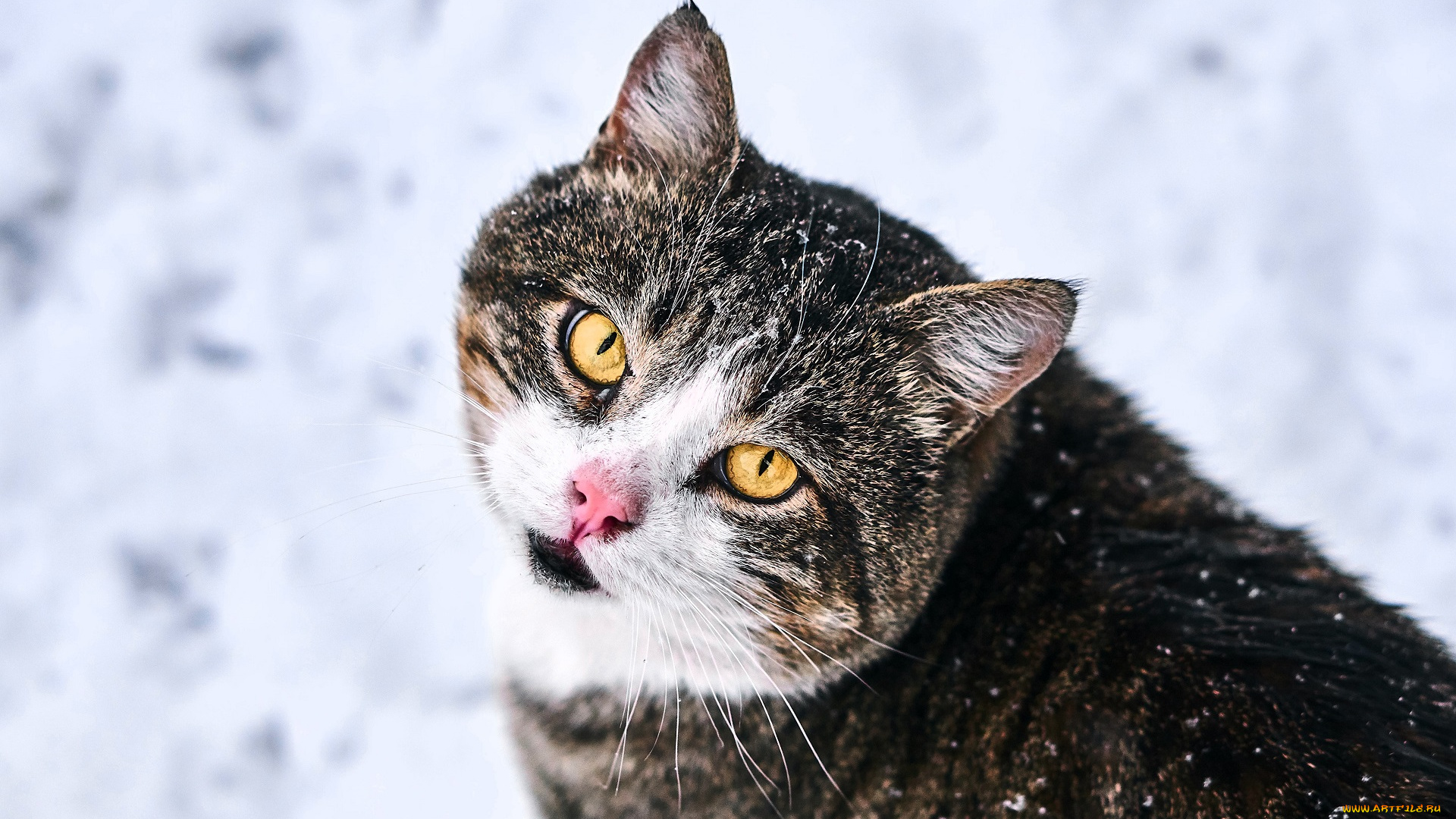 животные, коты, кот, снег, зима