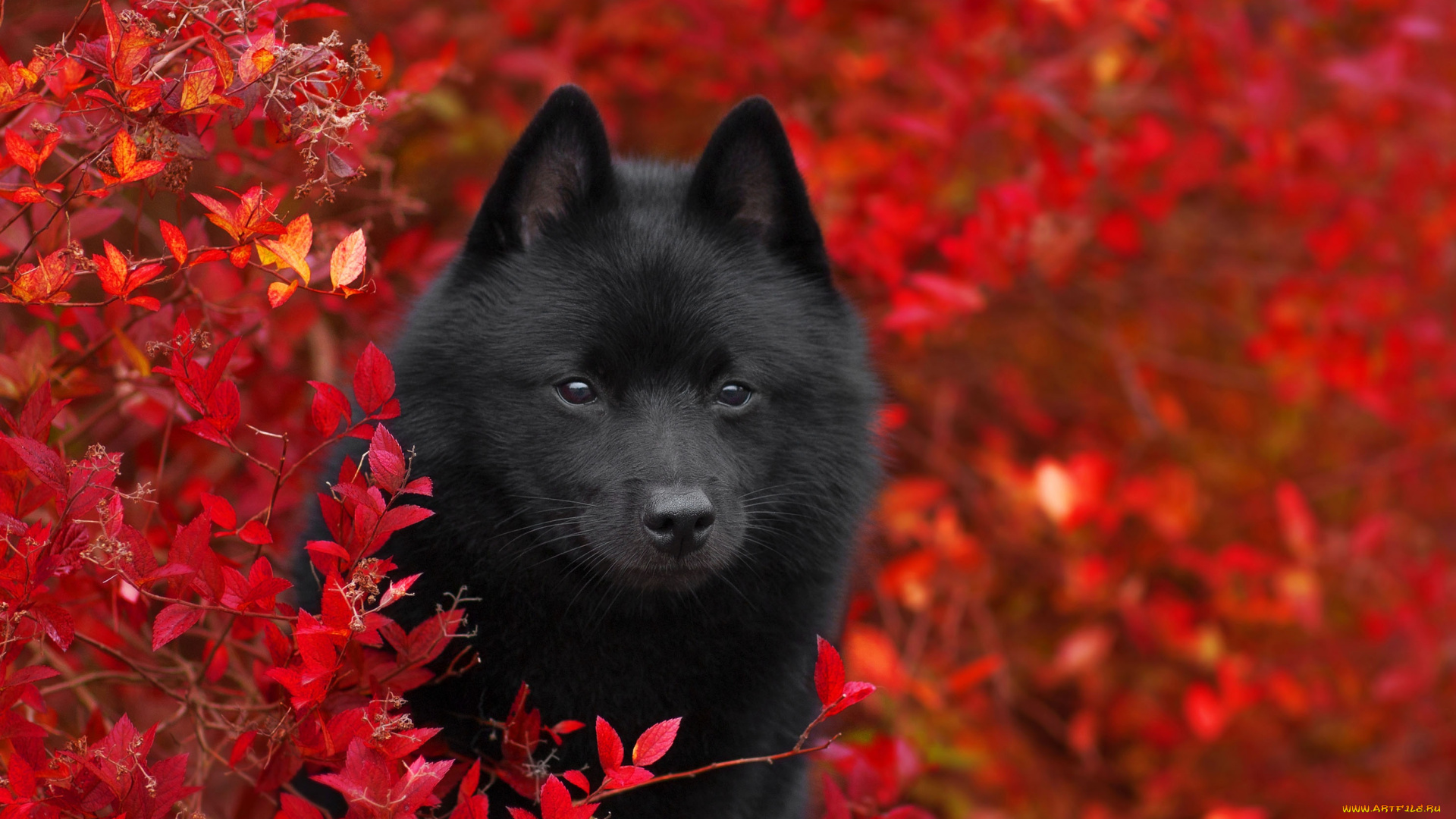 животные, собаки, природа