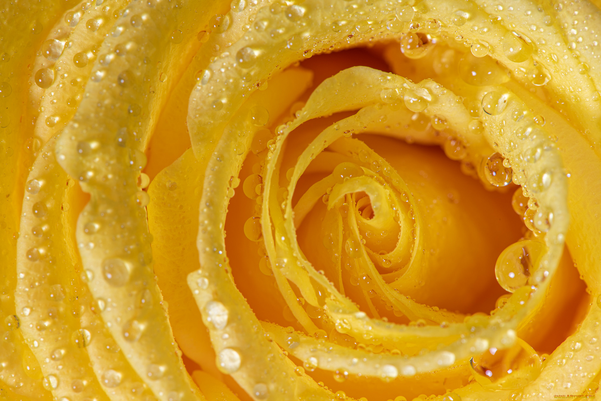 цветы, розы, цветок