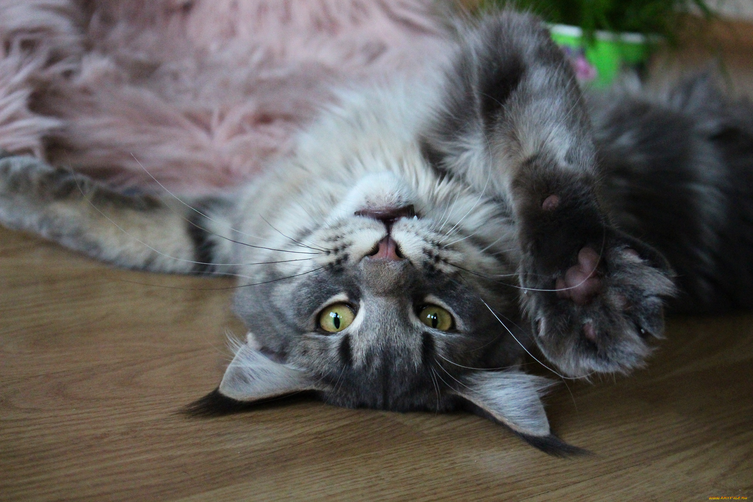 животные, коты, кот, кошка