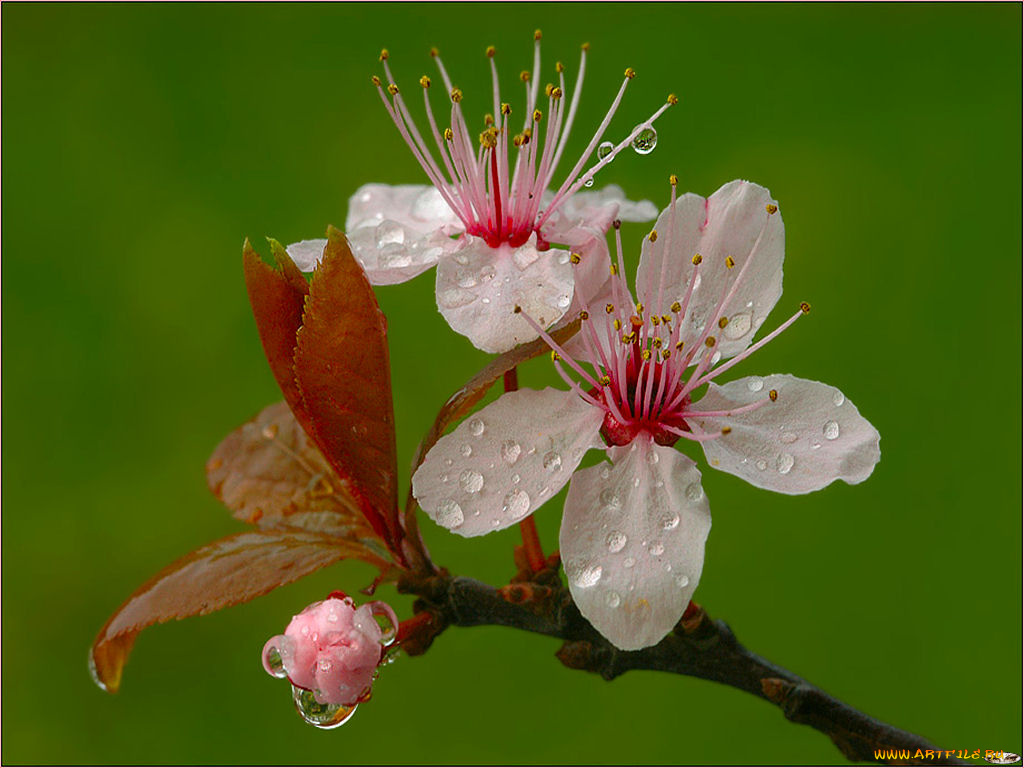 цветы, цветущие, деревья, кустарники