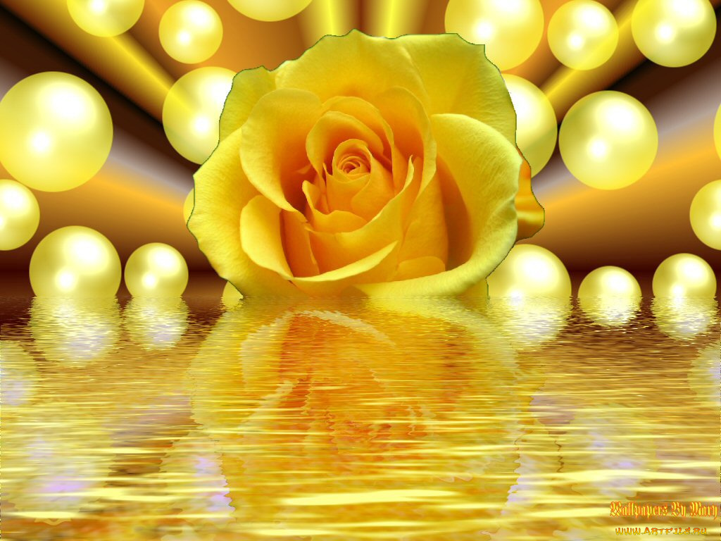 цветы, розы