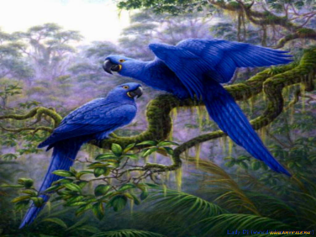 животные, попугаи