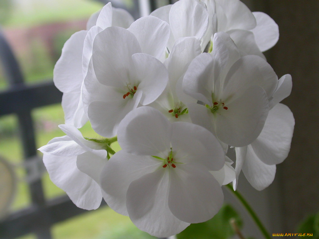 цветы, герань