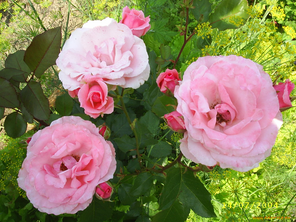 цветы, розы